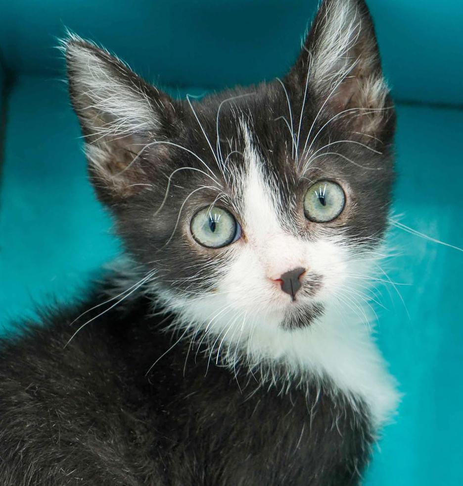 Lori is our exotic lover! BLUE EYES too!