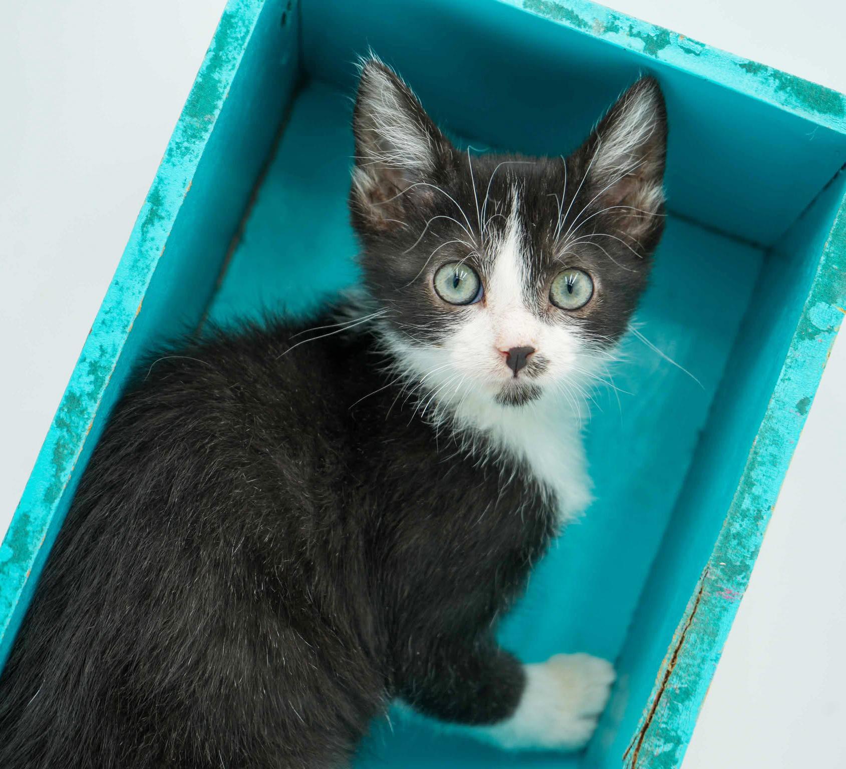 Lori is our exotic lover! BLUE EYES too!