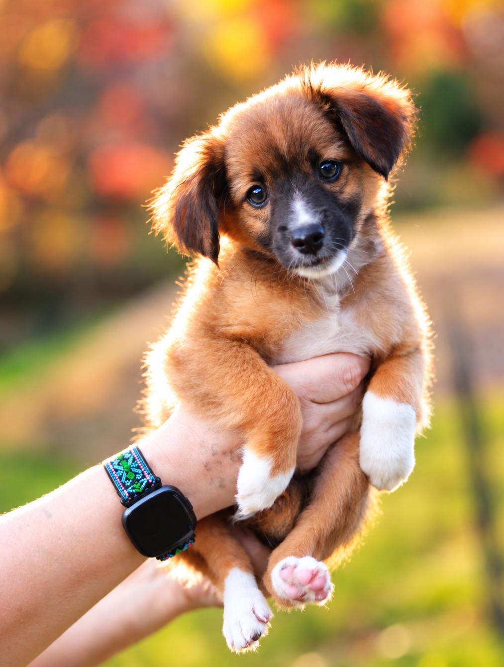 CT Teddy, Adopted, Puppy Male Mixed Breed.