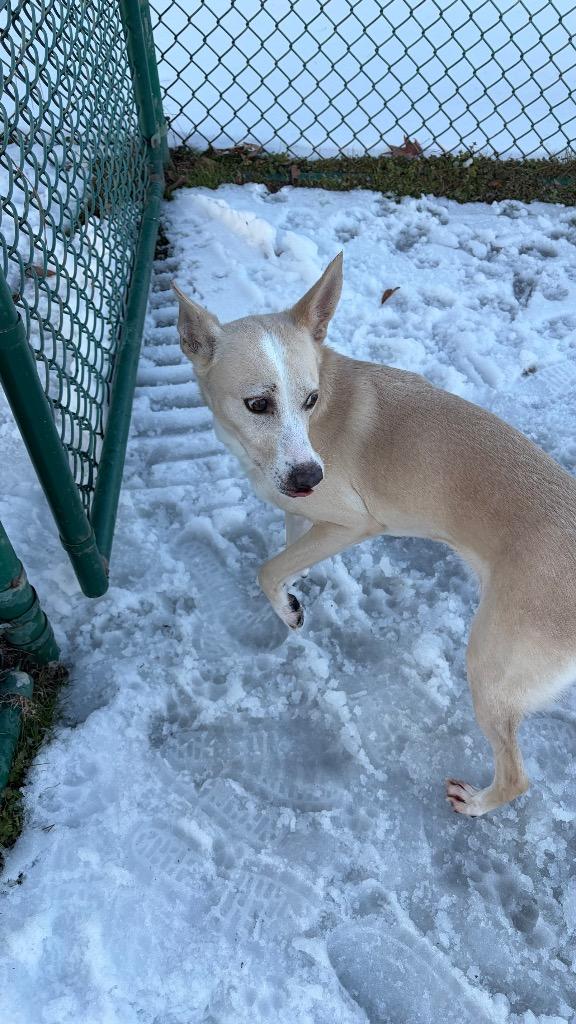 Ellie / Bella, Adoptable, Young Female Shepherd.