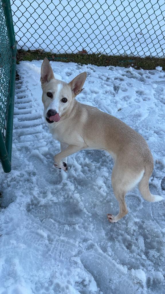 Ellie / Bella, a Adoptable mixed breed in Little Rock, AR image 2/2