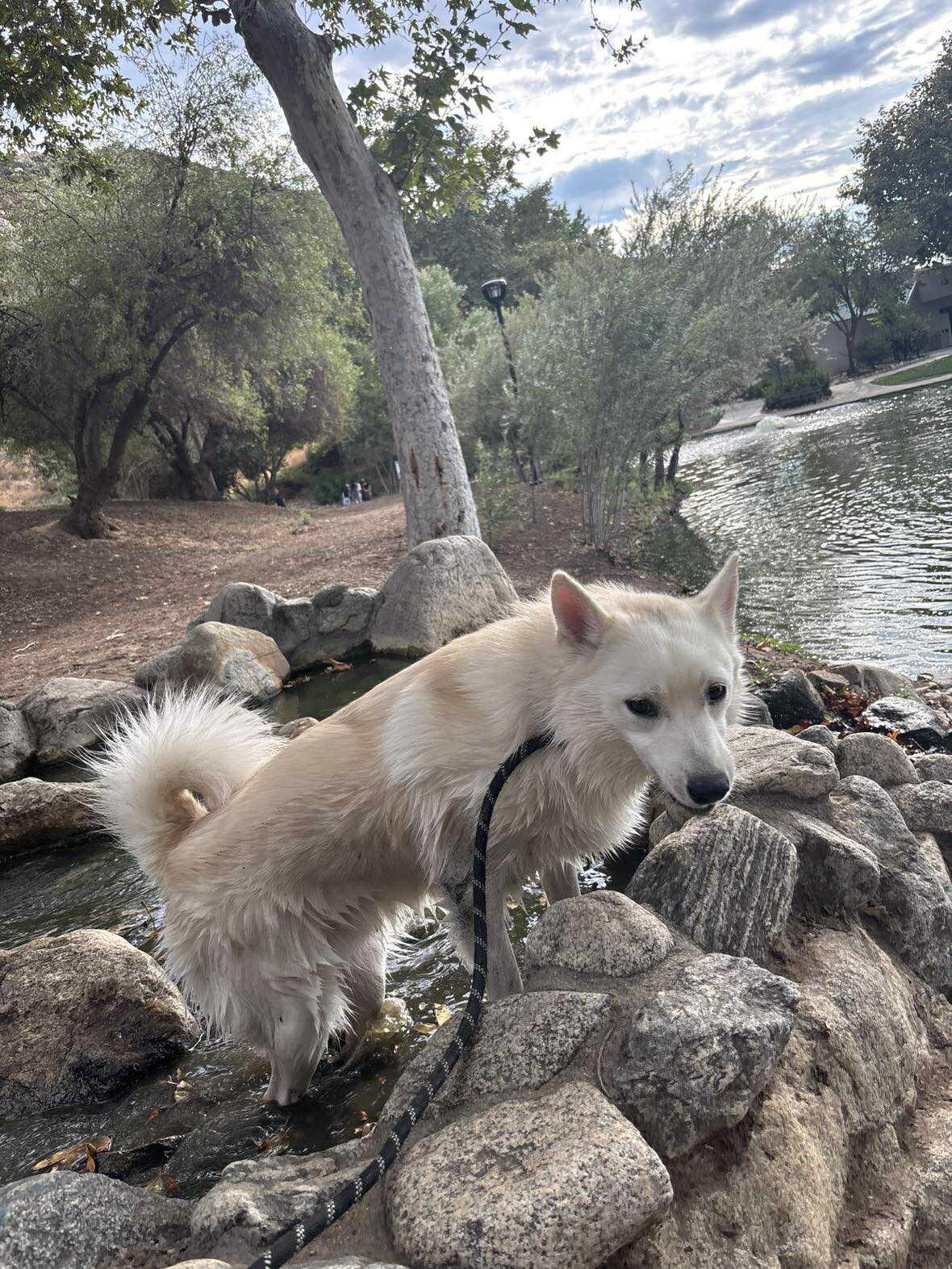 Enlarge Joey, a Adoptable American Eskimo Dog in Ventura, CA image 6/6