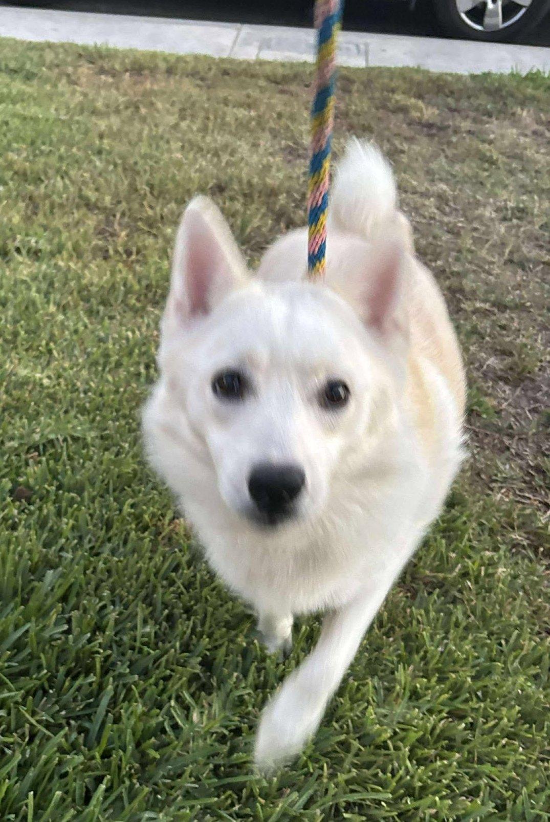 Enlarge Joey, a Adoptable American Eskimo Dog in Ventura, CA image 2/6