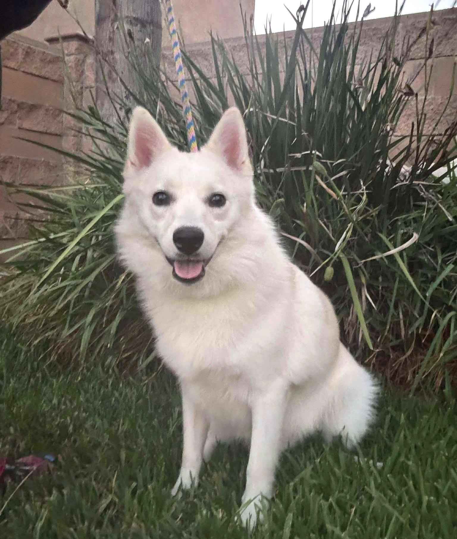 Enlarge Joey, a Adoptable American Eskimo Dog in Ventura, CA image 3/6