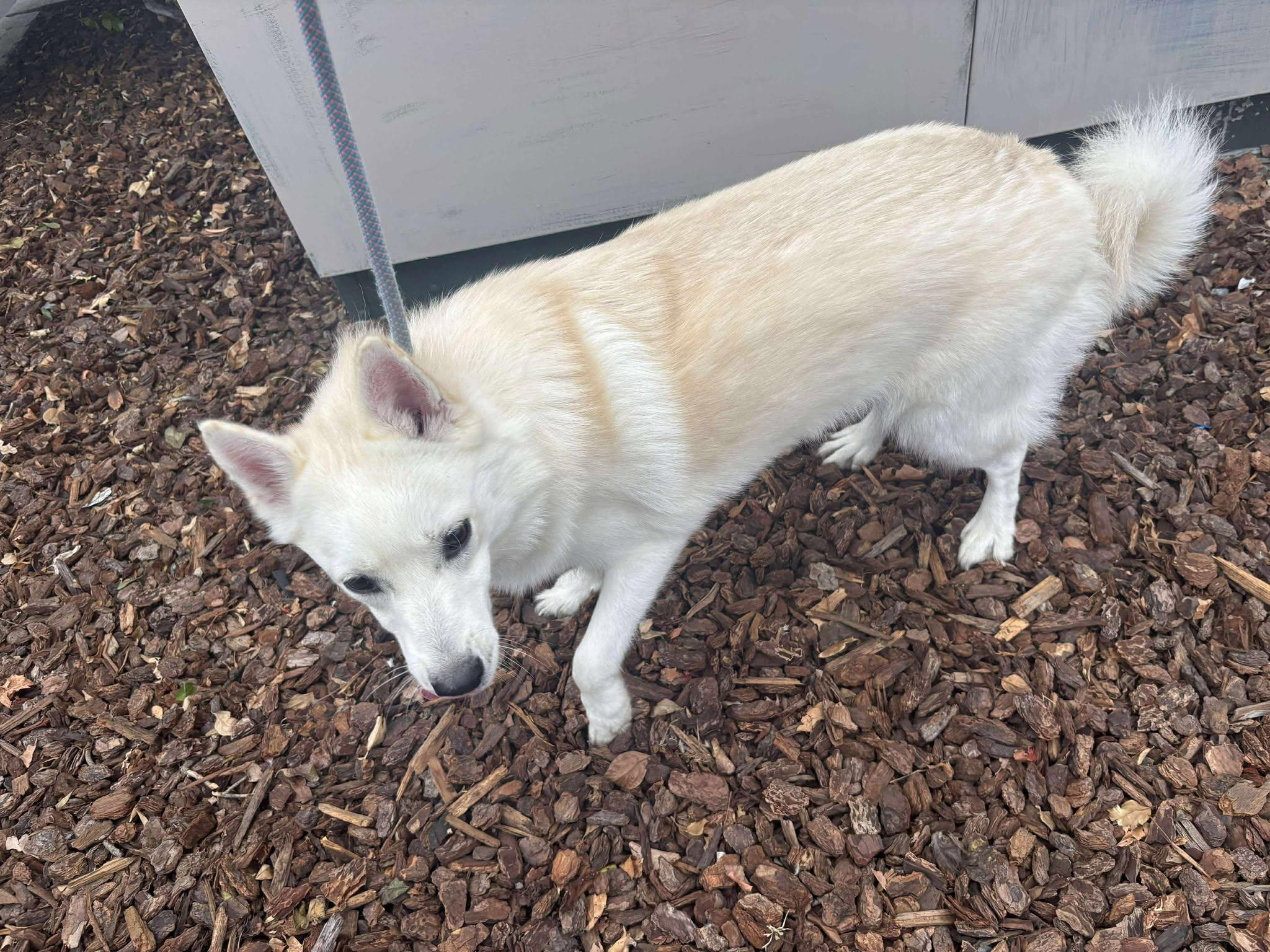 Enlarge Joey, a Adoptable American Eskimo Dog in Ventura, CA image 1/6