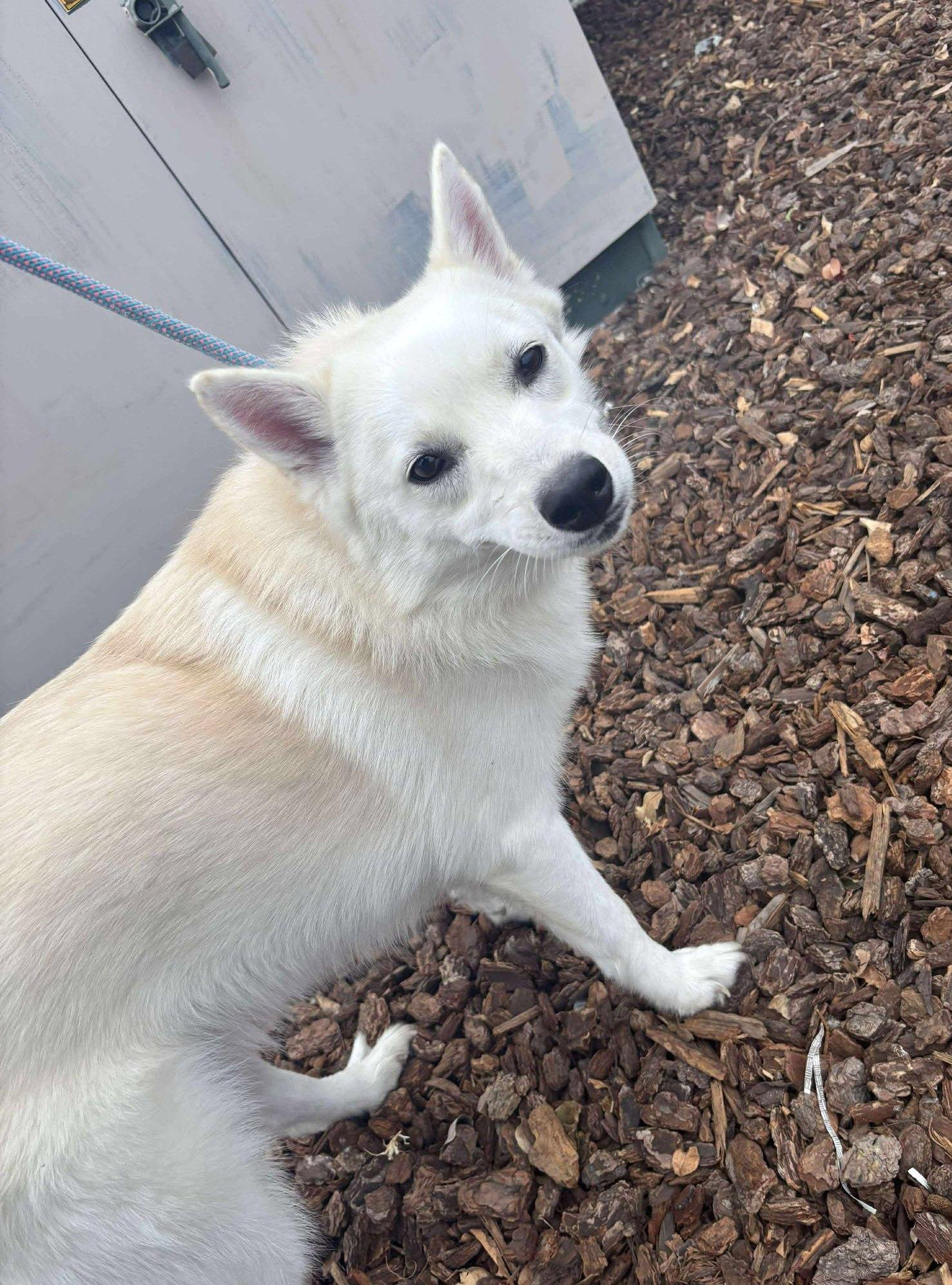 Enlarge Joey, a Adoptable American Eskimo Dog in Ventura, CA image 5/6