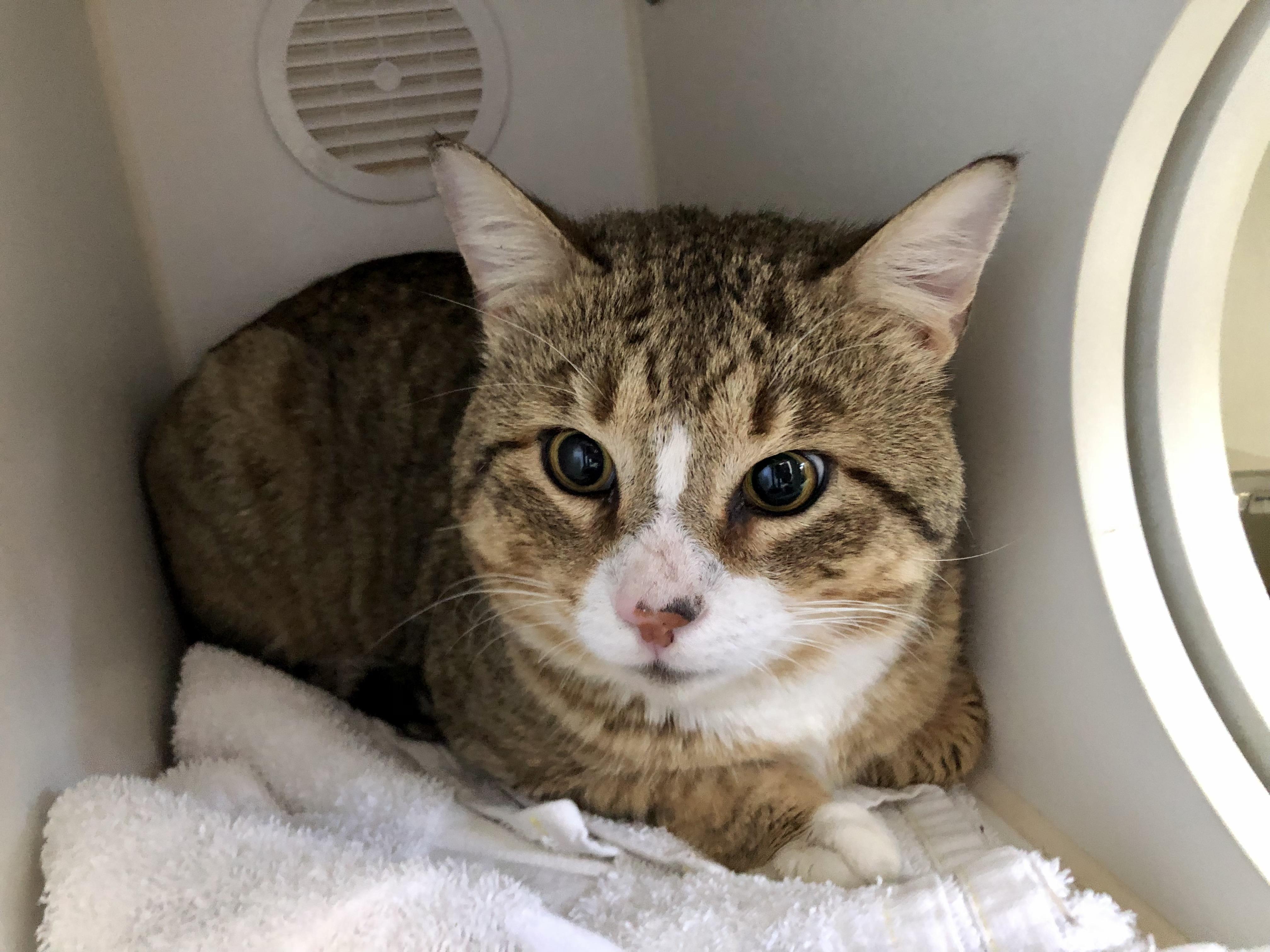 Enlarge Wonton, an adoptable Domestic Short Hair in Salisbury, MA image 5/6