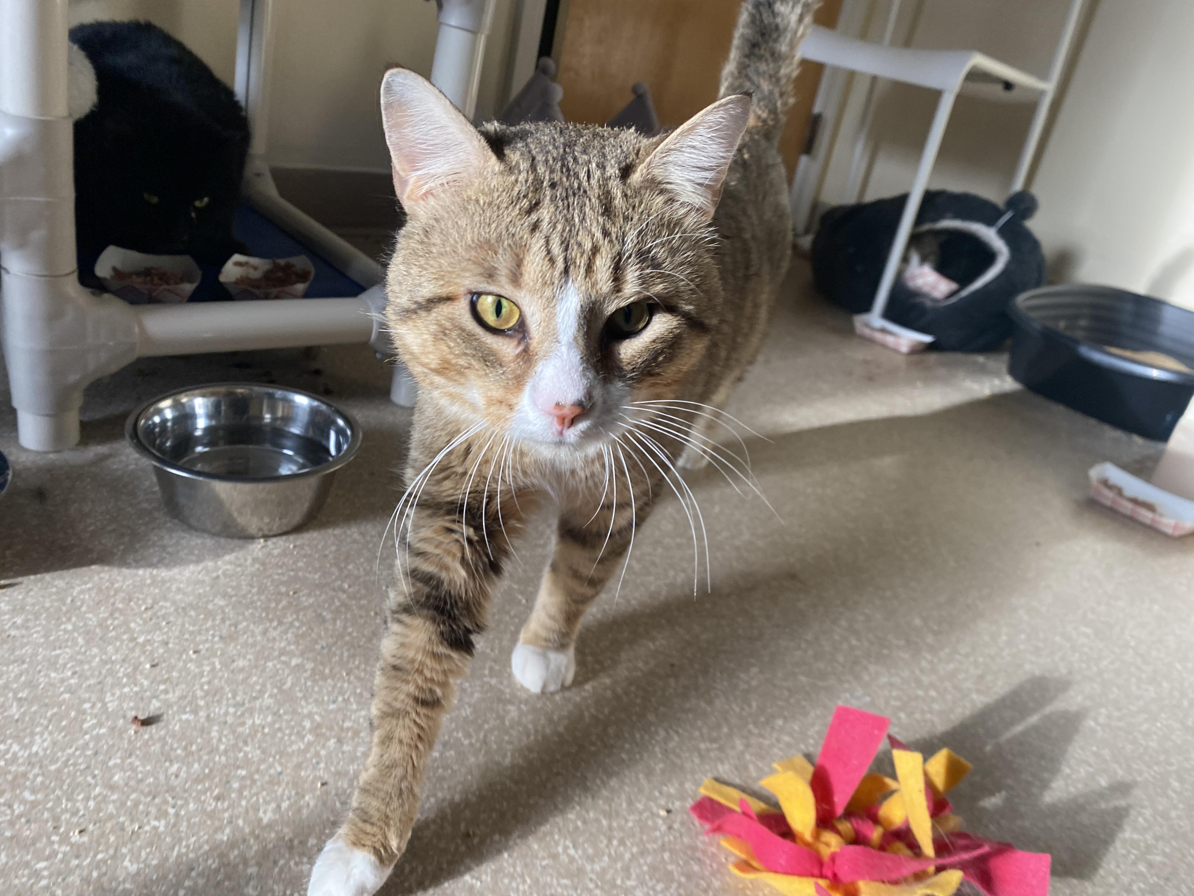 Enlarge Wonton, an adopted Domestic Short Hair in Salisbury, MA image 2/6