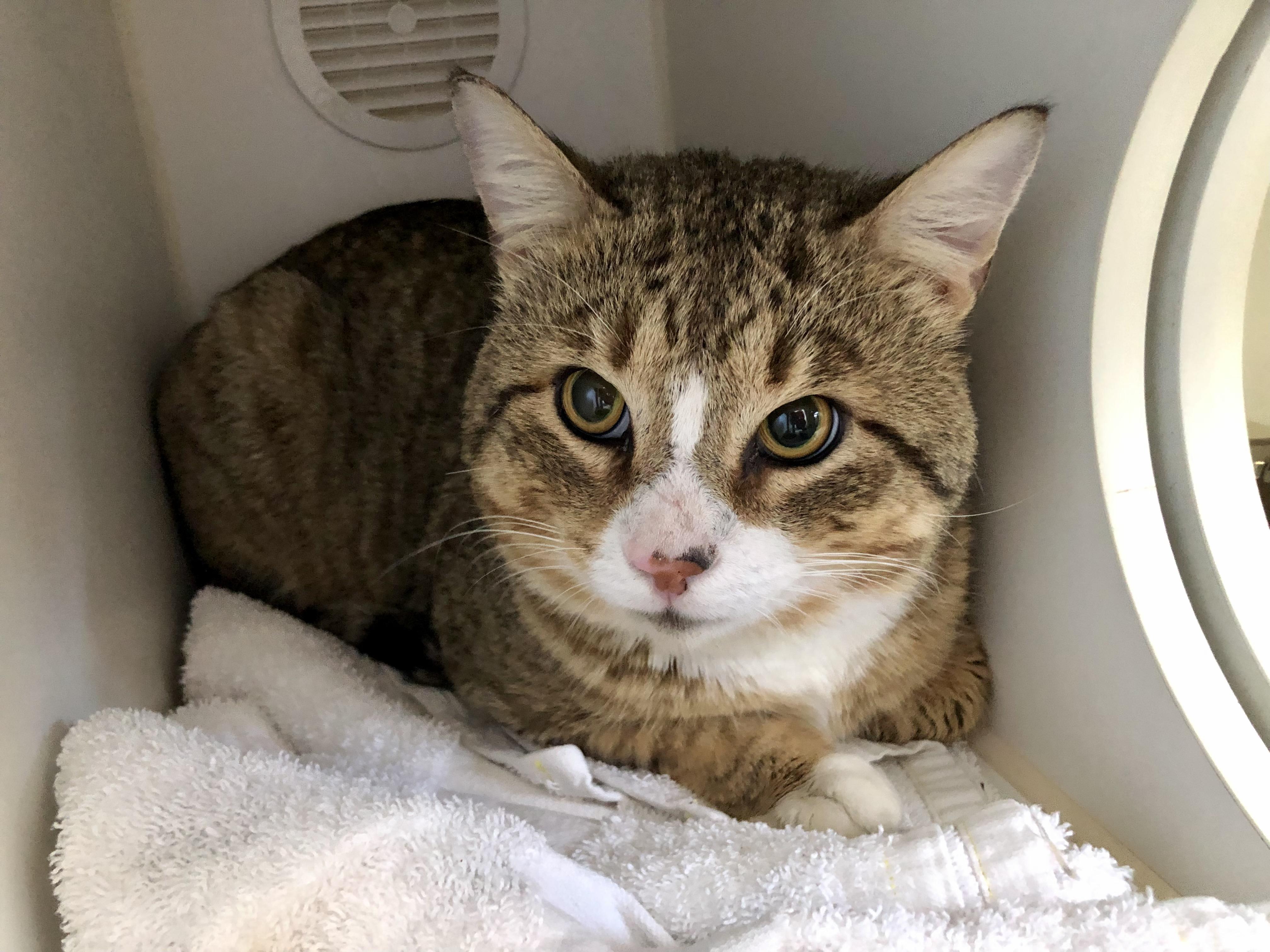 Wonton, adoptable, Adult Male Domestic Short Hair.