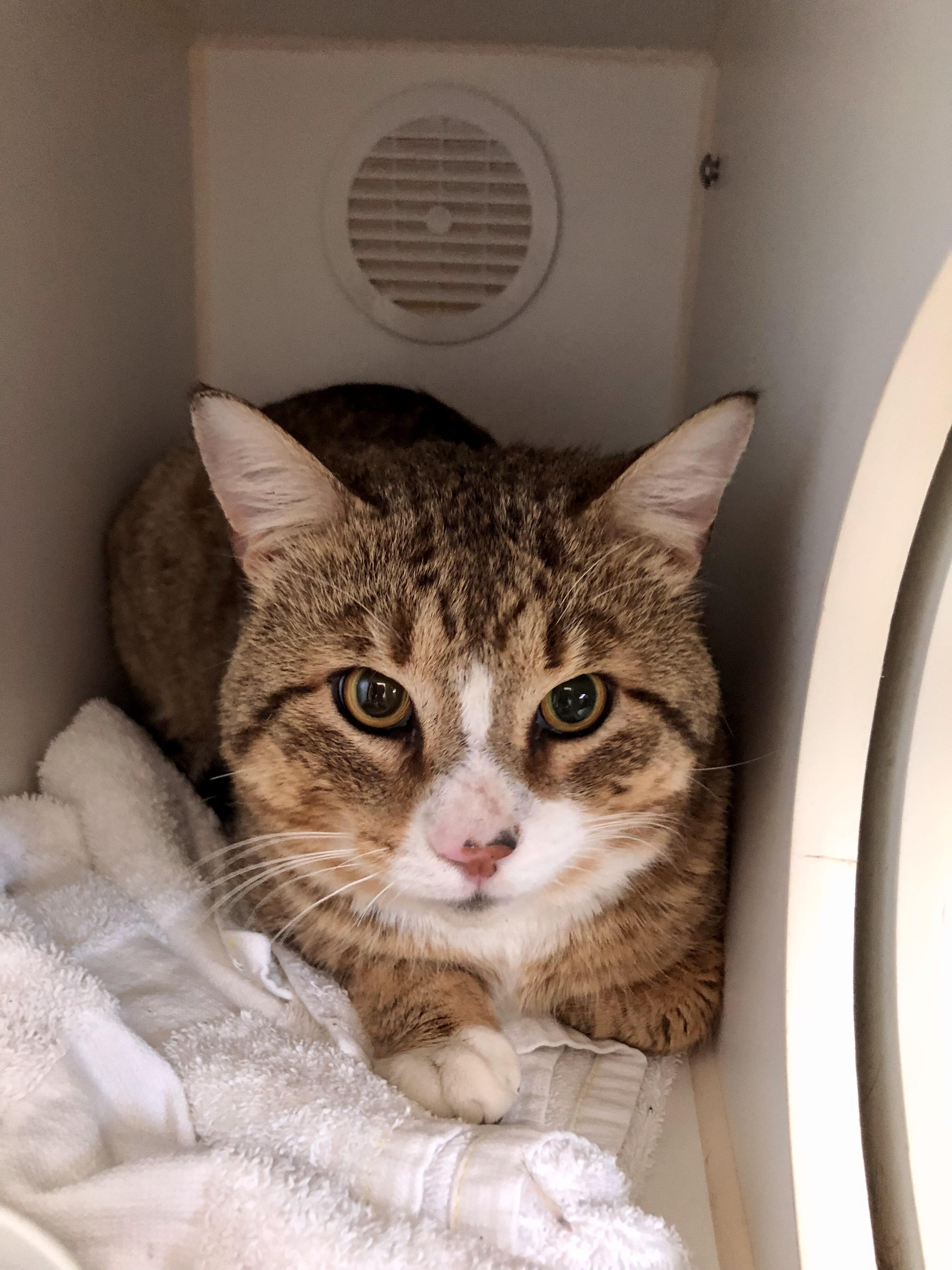 Enlarge Wonton, an adoptable Domestic Short Hair in Salisbury, MA image 2/6