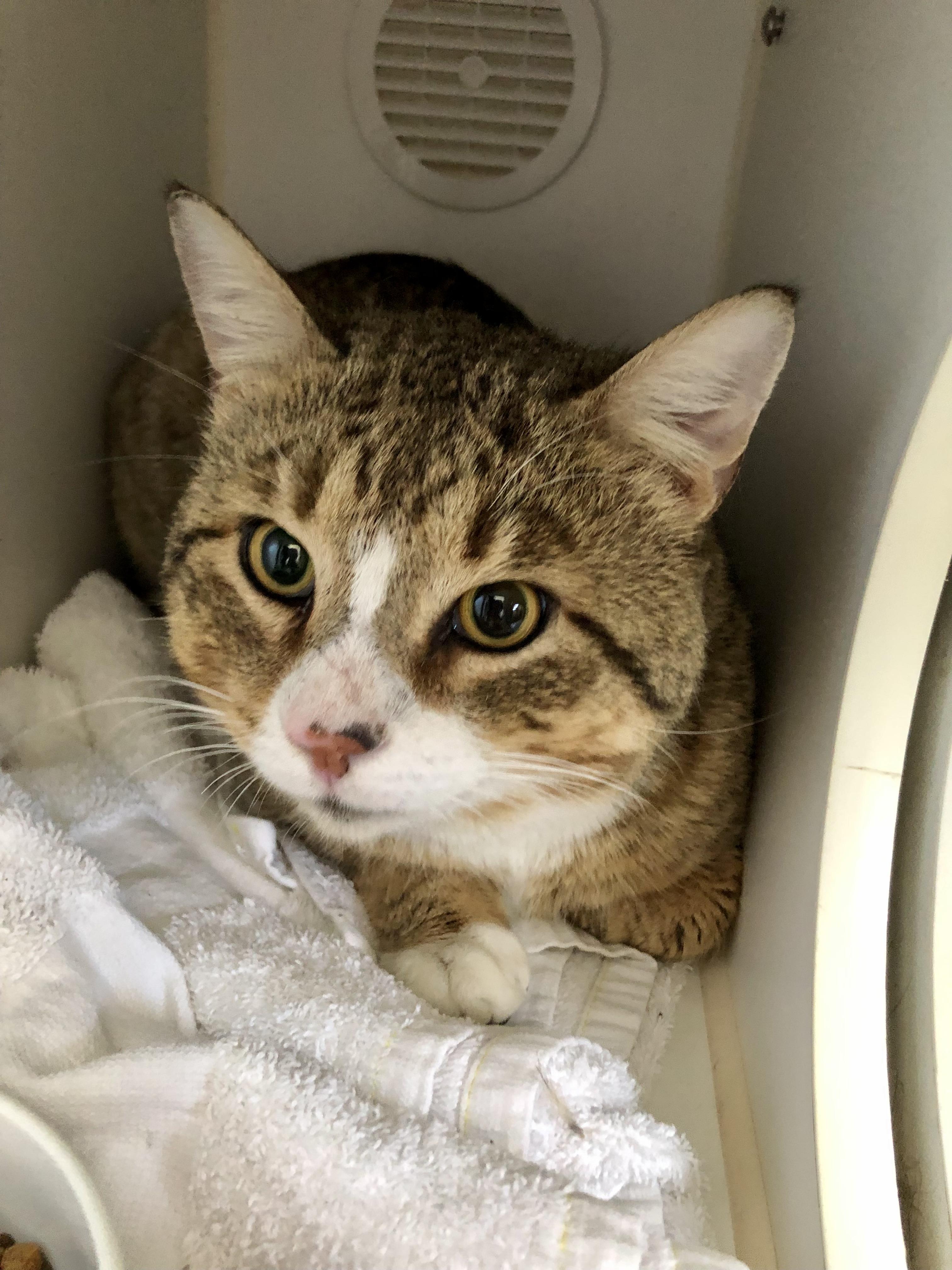 Enlarge Wonton, an adoptable Domestic Short Hair in Salisbury, MA image 4/6