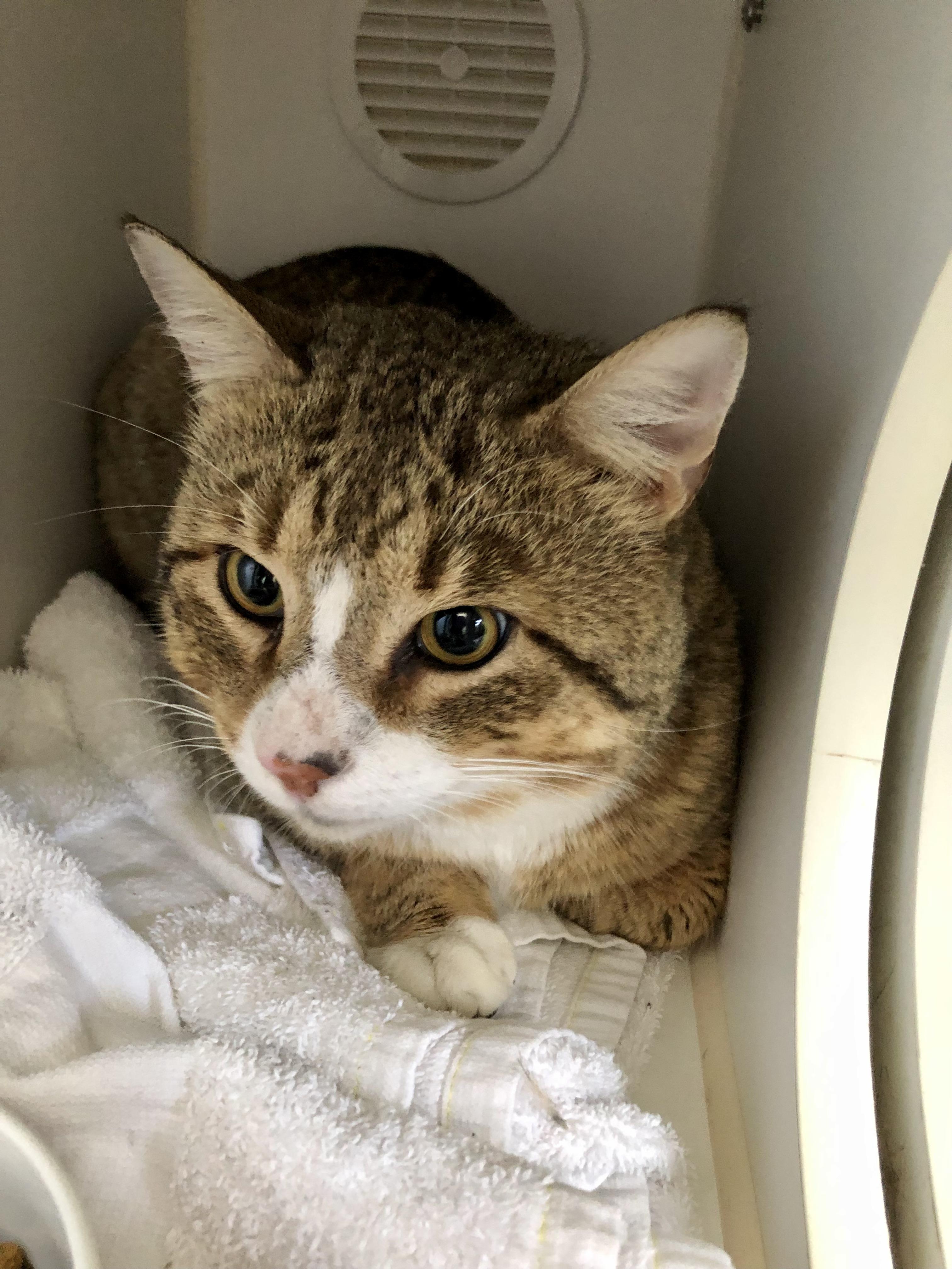 Enlarge Wonton, an adoptable Domestic Short Hair in Salisbury, MA image 3/6