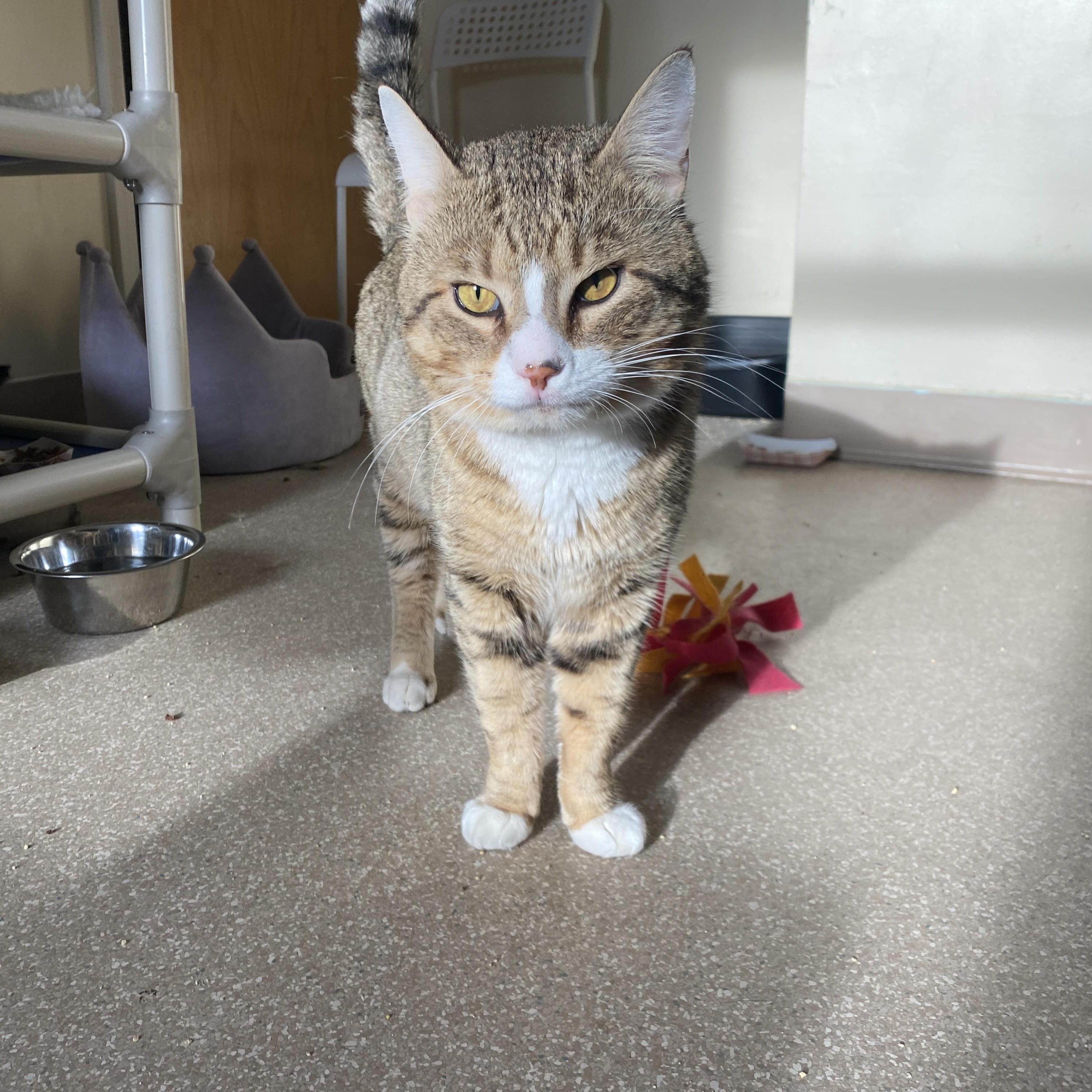 Enlarge Wonton, an adopted Domestic Short Hair in Salisbury, MA image 1/6