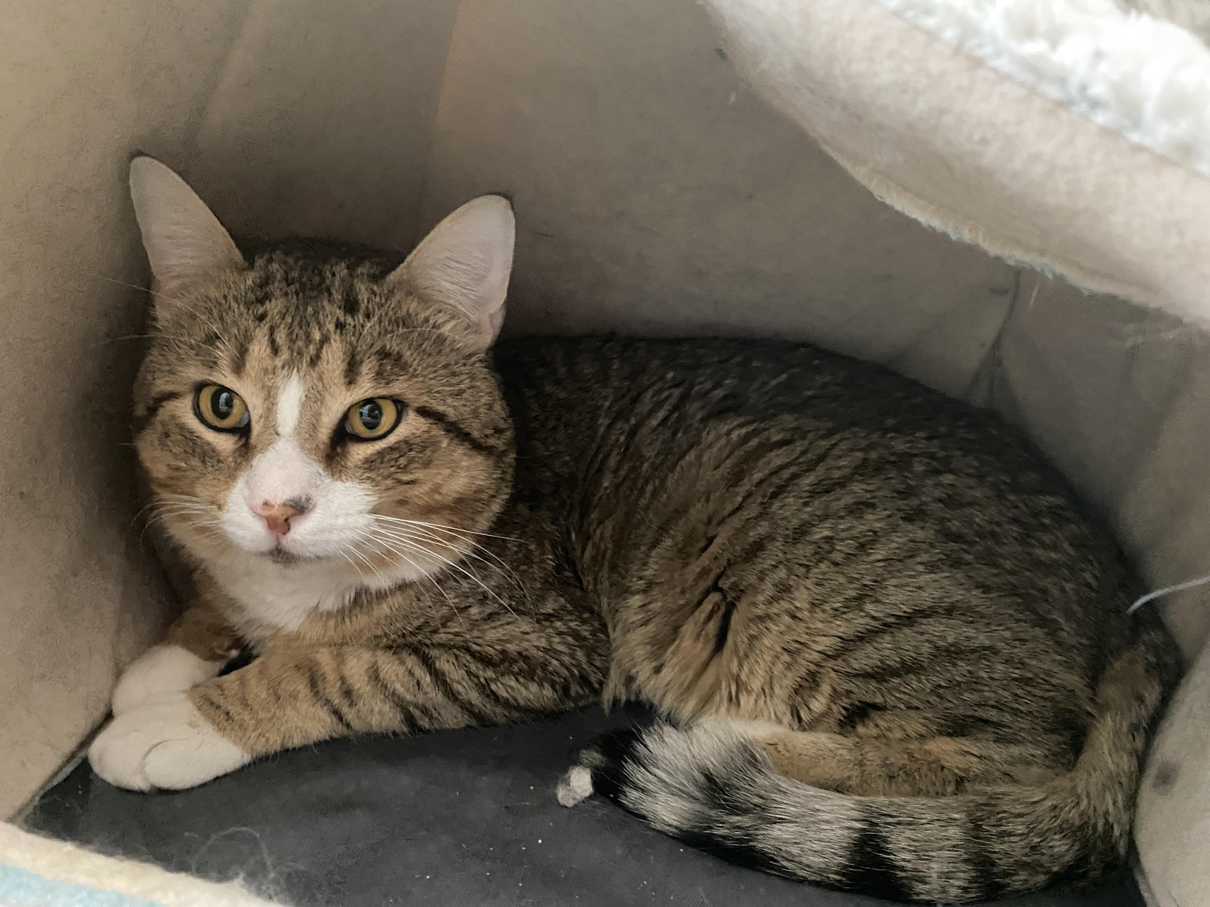 Enlarge Wonton, an adopted Domestic Short Hair in Salisbury, MA image 3/6