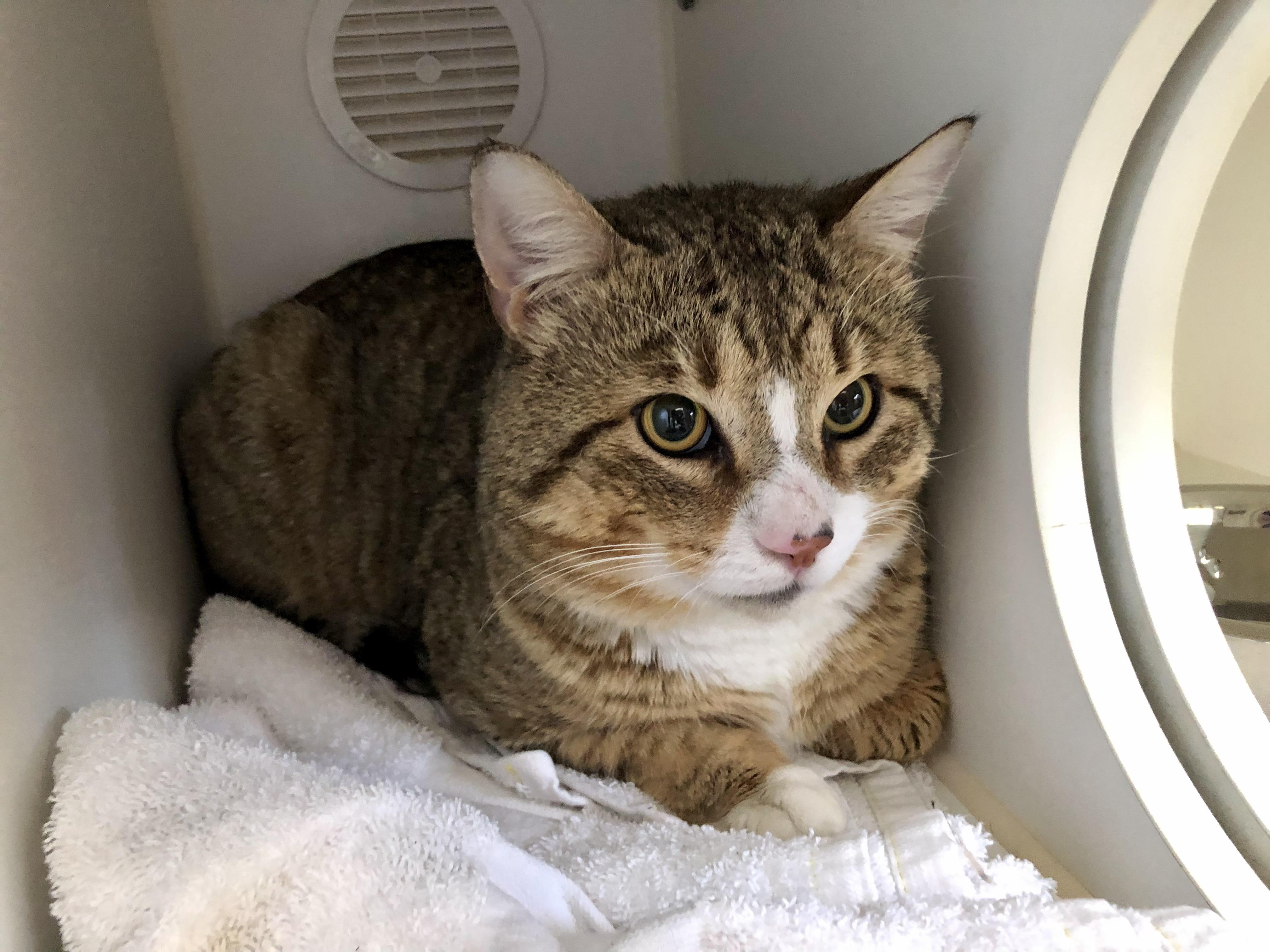 Enlarge Wonton, an adoptable Domestic Short Hair in Salisbury, MA image 6/6