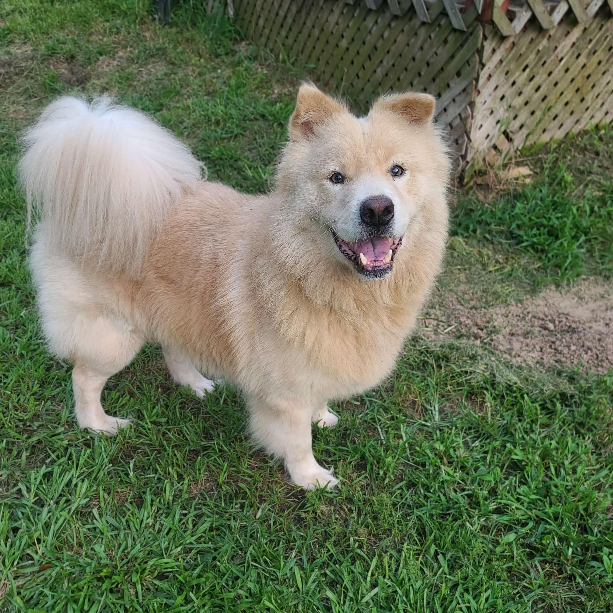 Sampson, Adoptable, Senior Male Chow Chow & Collie.