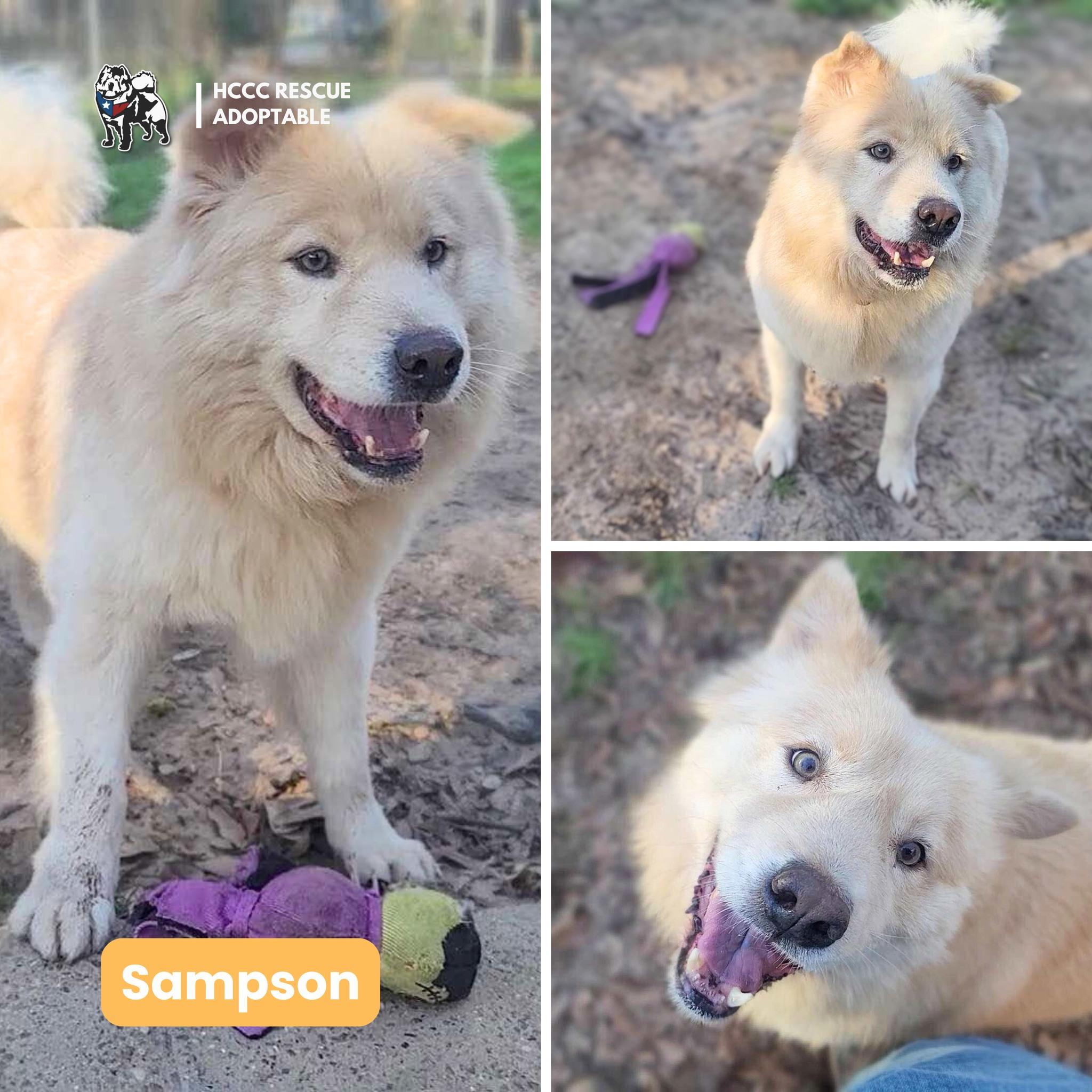 Enlarge Sampson, a Adoptable mixed breed in Houston, TX image 2/4