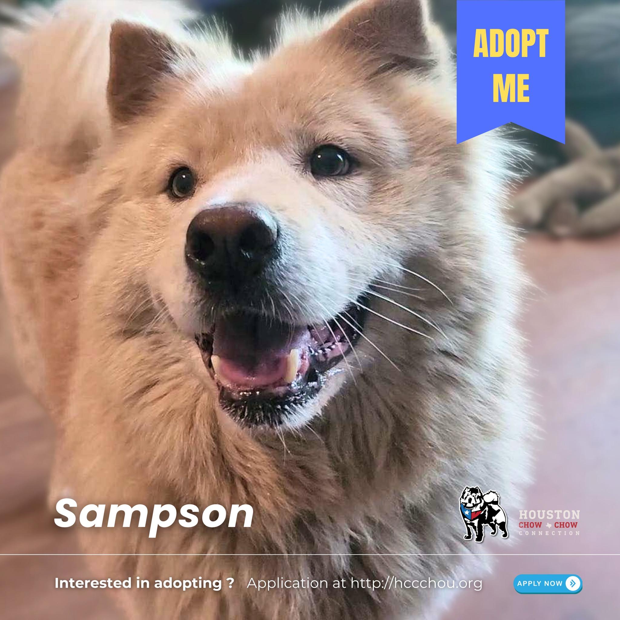Enlarge Sampson, a Adoptable mixed breed in Houston, TX image 3/4