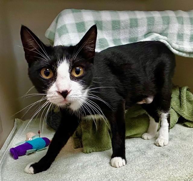 Enlarge ALICE, a Adoptable Domestic Short Hair in Salinas, CA image 1/1