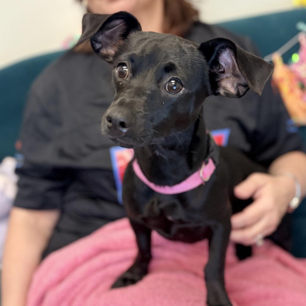 Enlarge Leslie, a Adoptable Mixed Breed in Houston, TX image 1/4