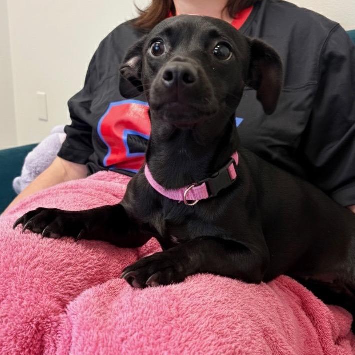 Enlarge Leslie, a Adoptable Mixed Breed in Houston, TX image 2/4