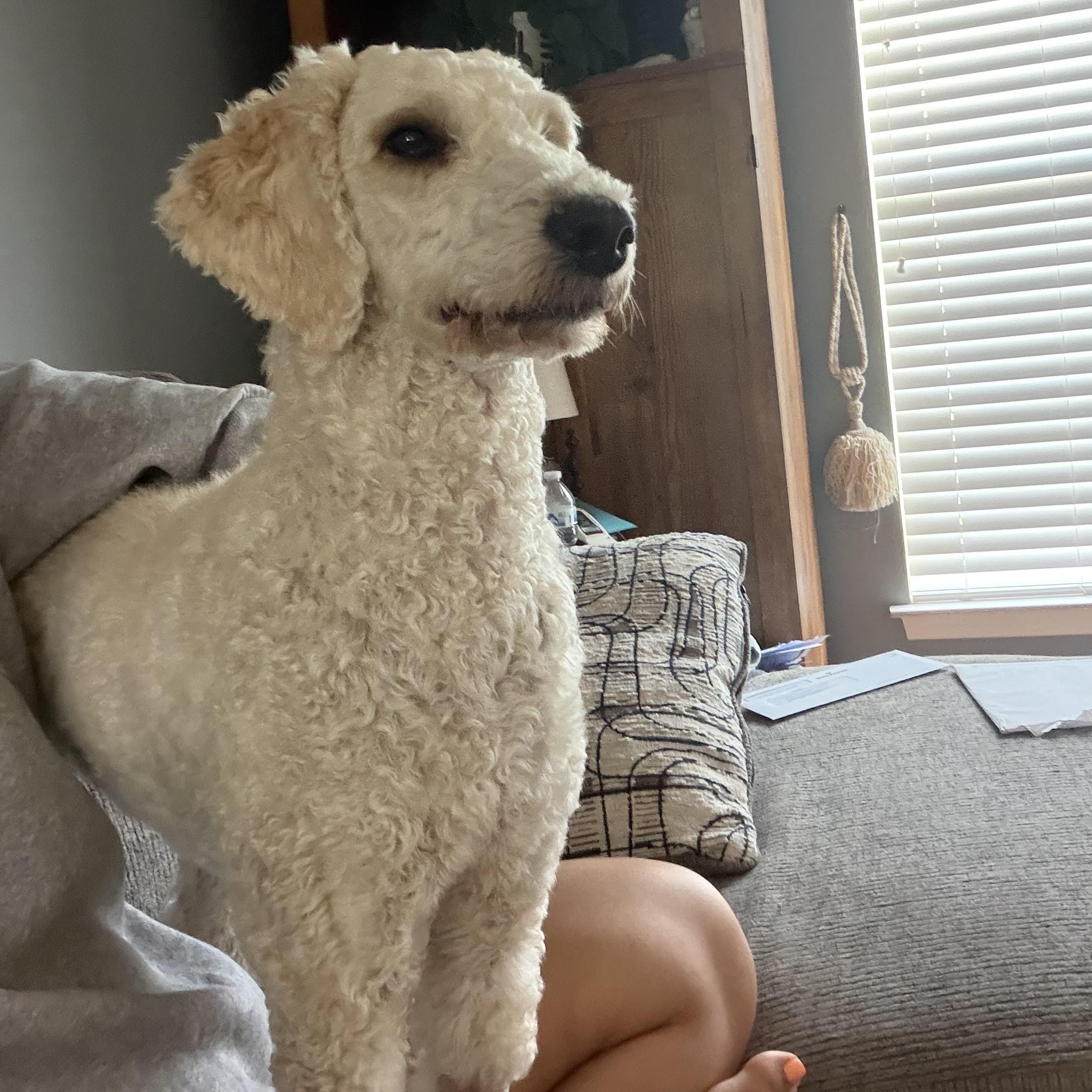 Enlarge Mallie, an adopted Standard Poodle in Southaven , MS image 5/5