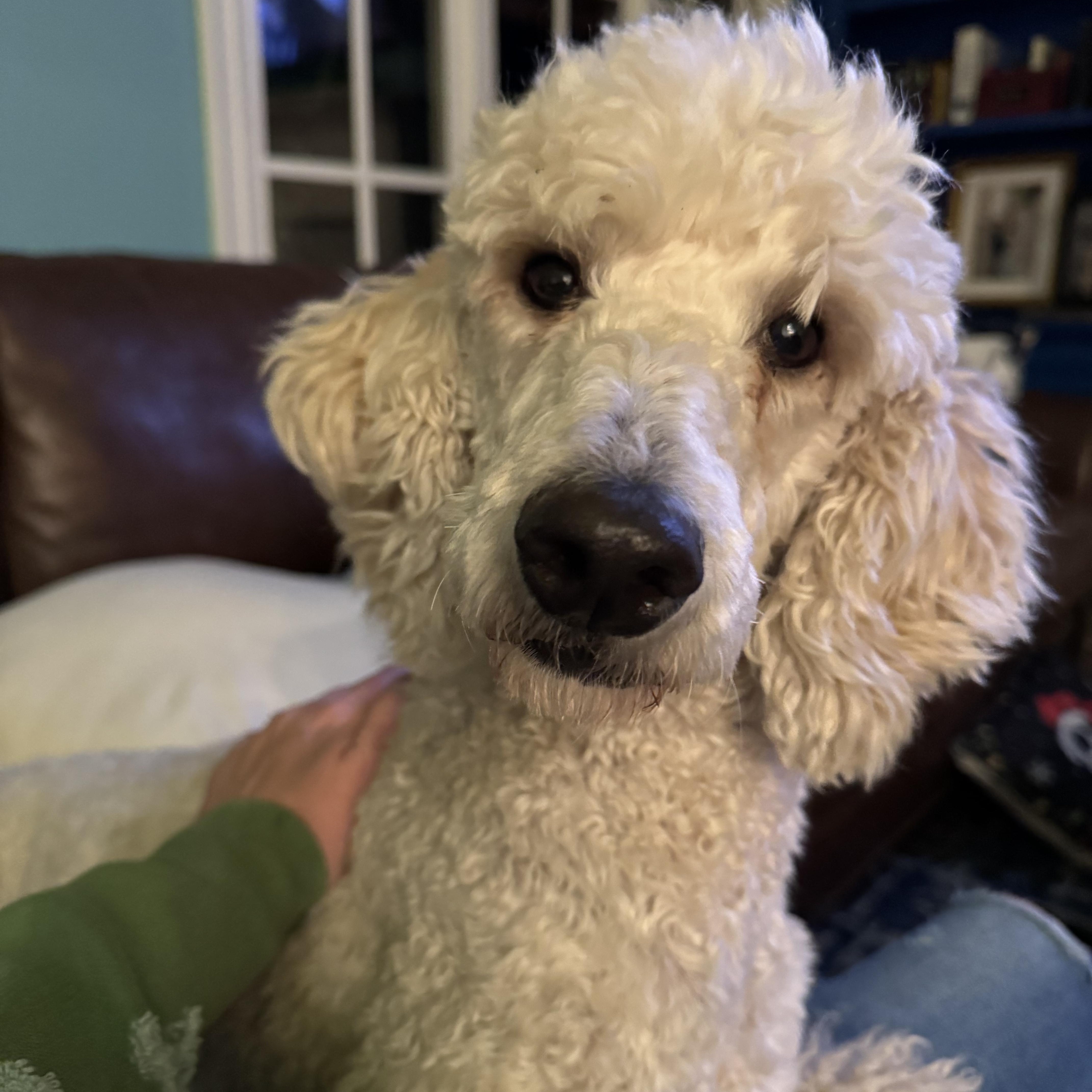Mallie, adopted, Young Female Standard Poodle.