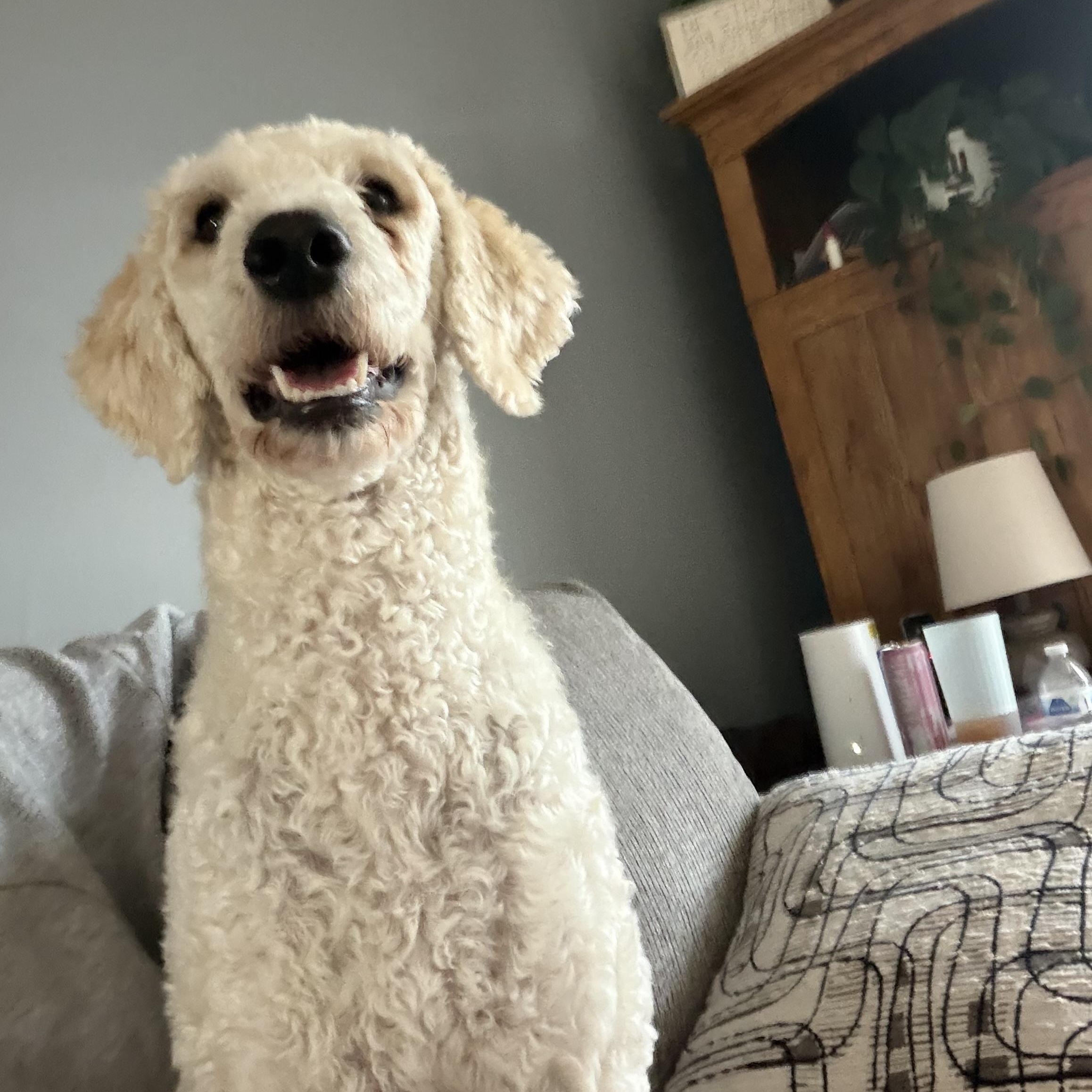 Enlarge Mallie, an adopted Standard Poodle in Southaven , MS image 3/5