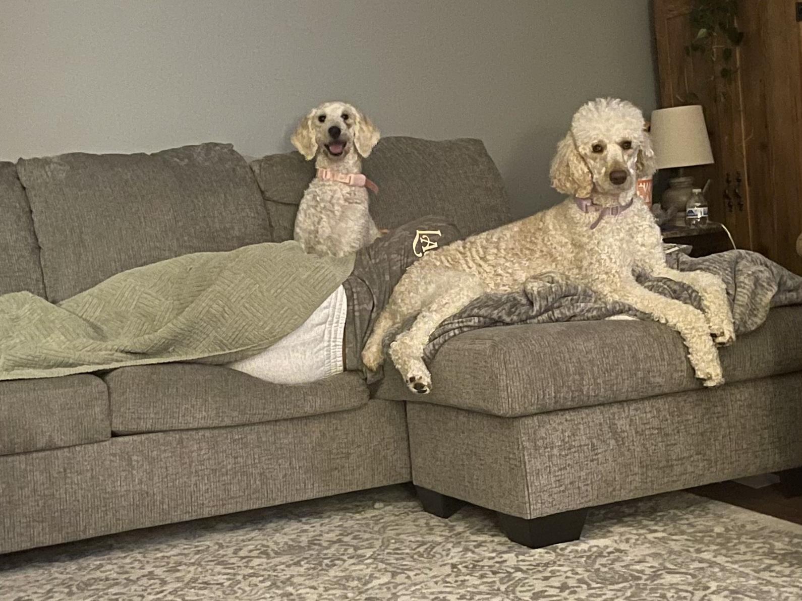 Enlarge Mallie, an adopted Standard Poodle in Southaven , MS image 4/5