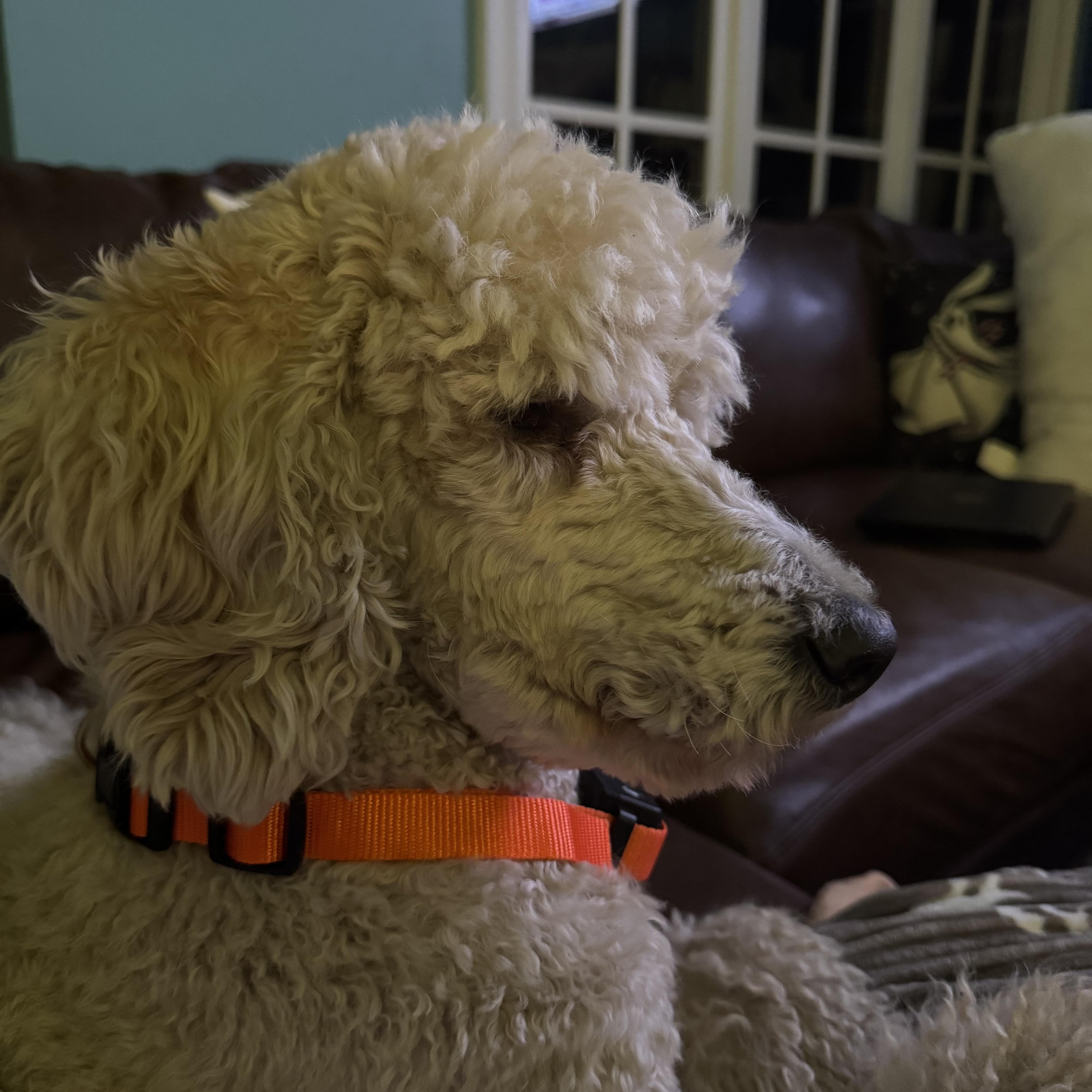 Enlarge Mallie, an adopted Standard Poodle in Southaven , MS image 2/5