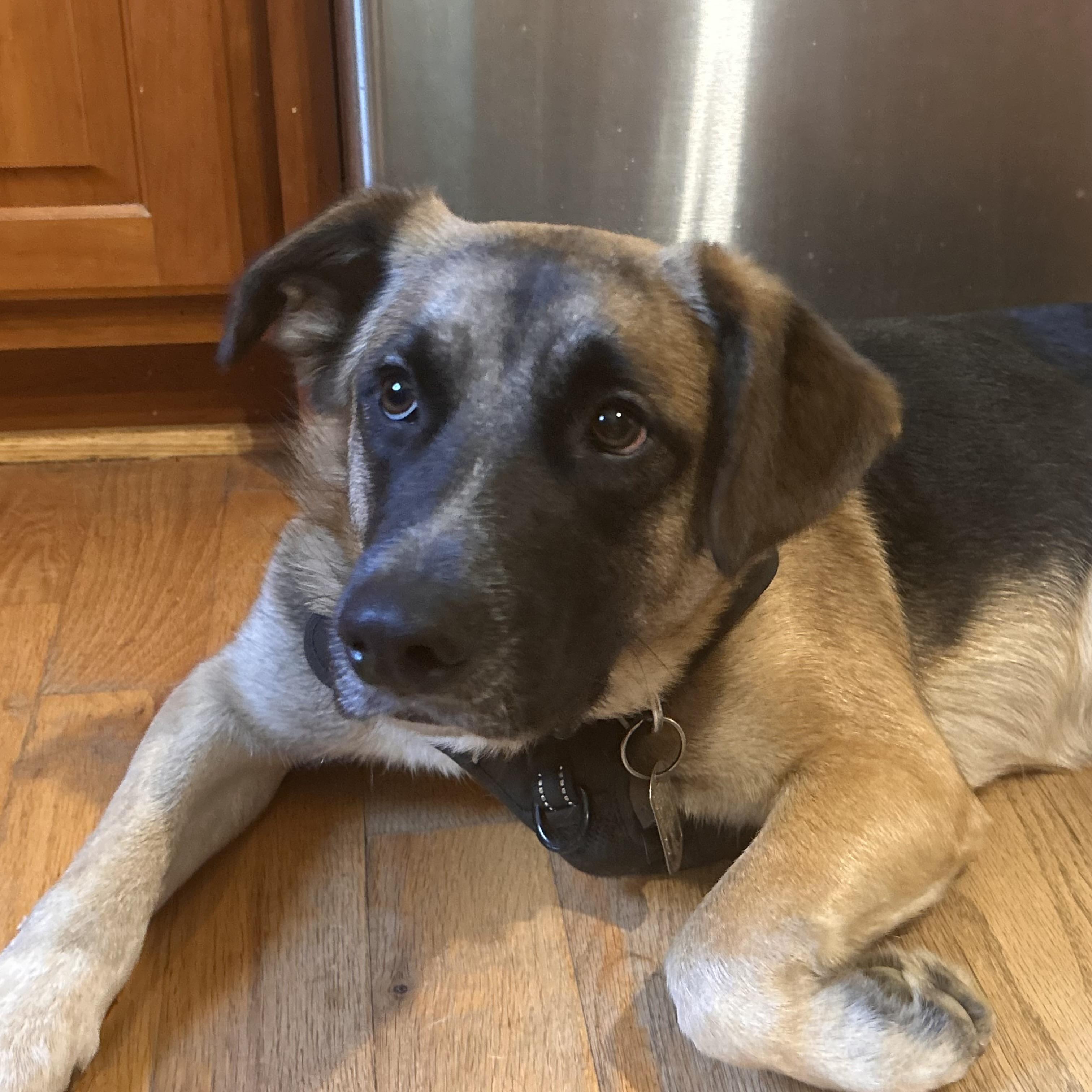Enlarge Chanel , a ADOPTABLE mixed breed in Ellicott City, MD image 5/5