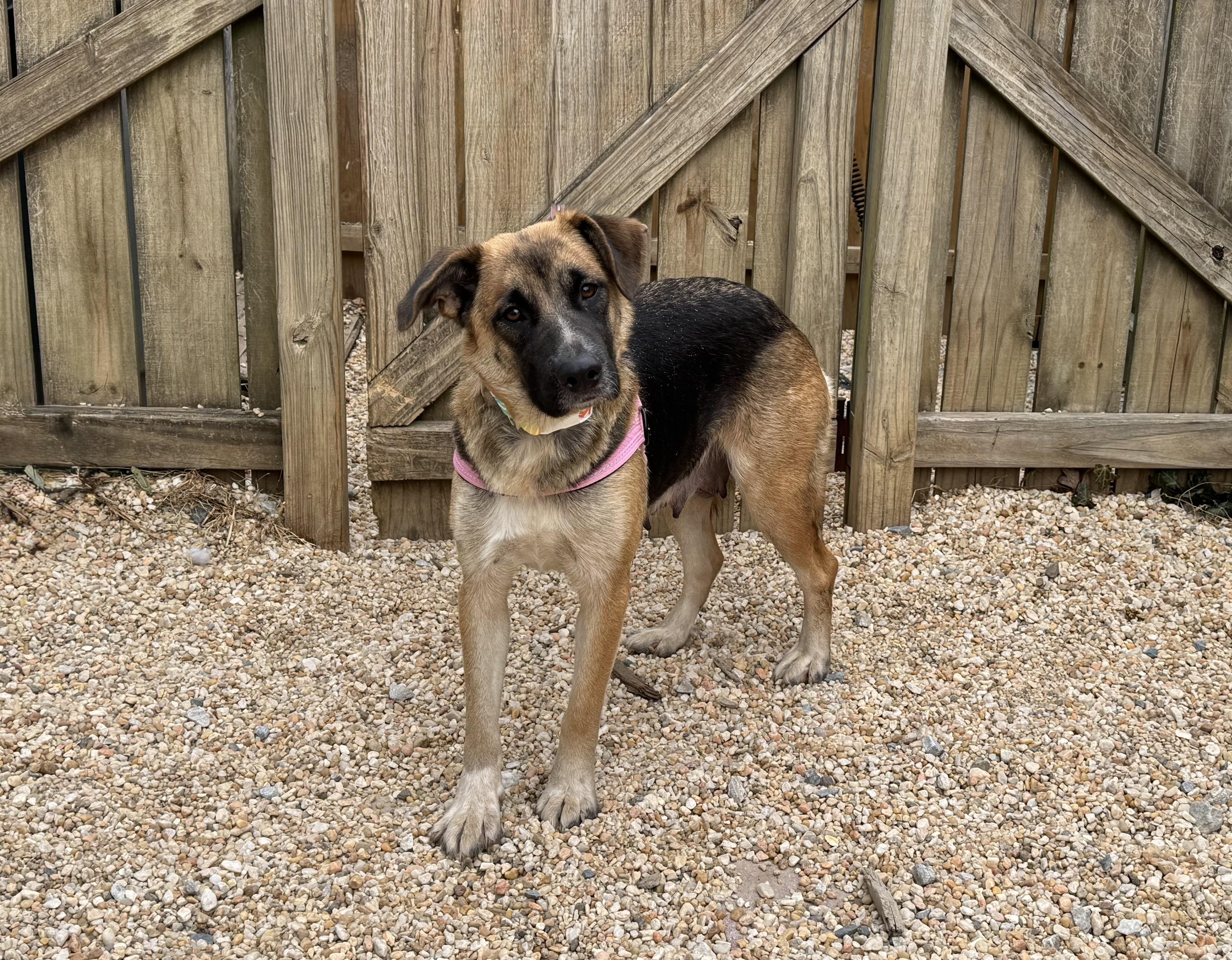 Enlarge Chanel , a ADOPTABLE mixed breed in Ellicott City, MD image 1/1