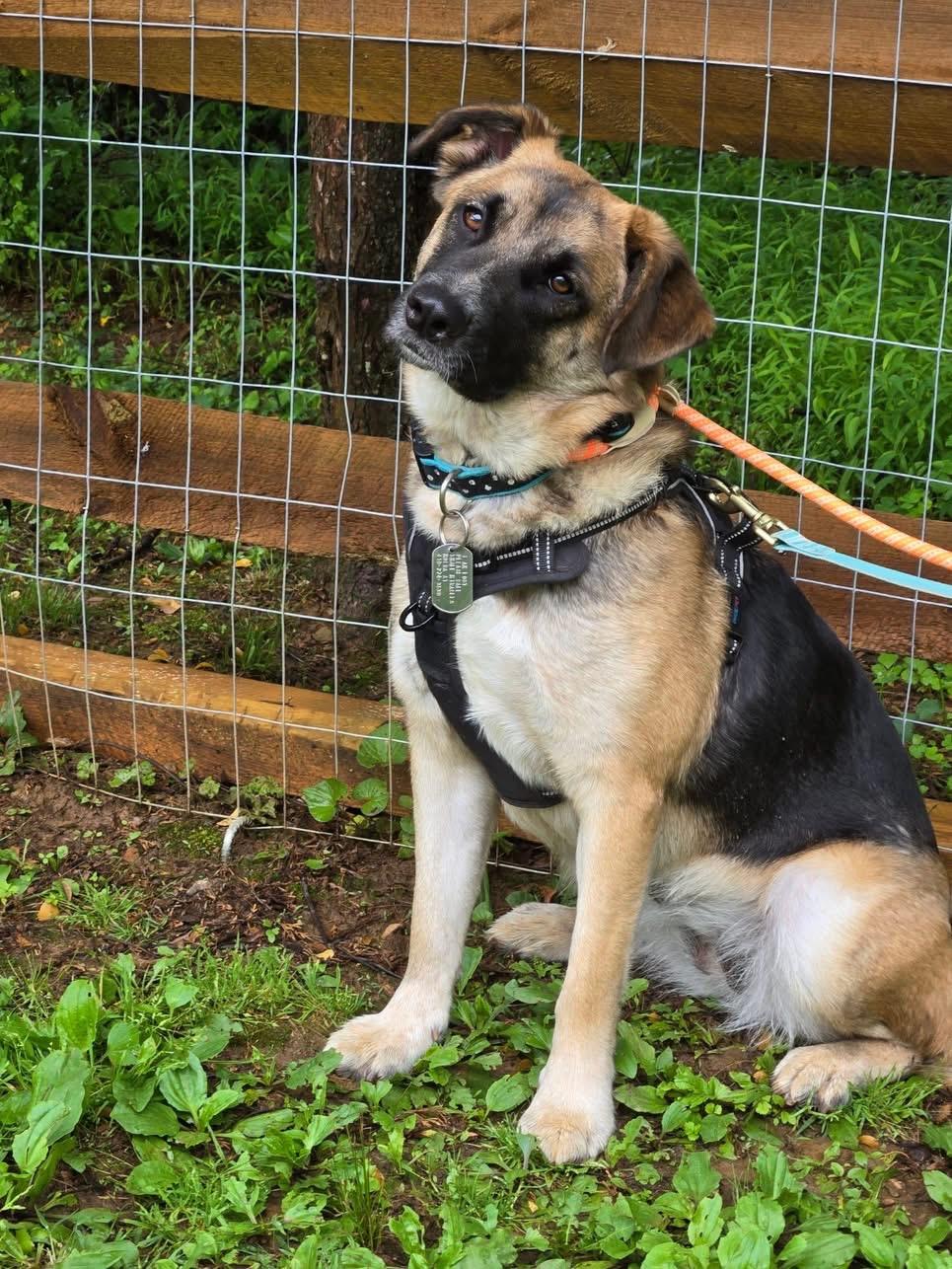 Chanel , a ADOPTABLE mixed breed in Ellicott City, MD image 3/4