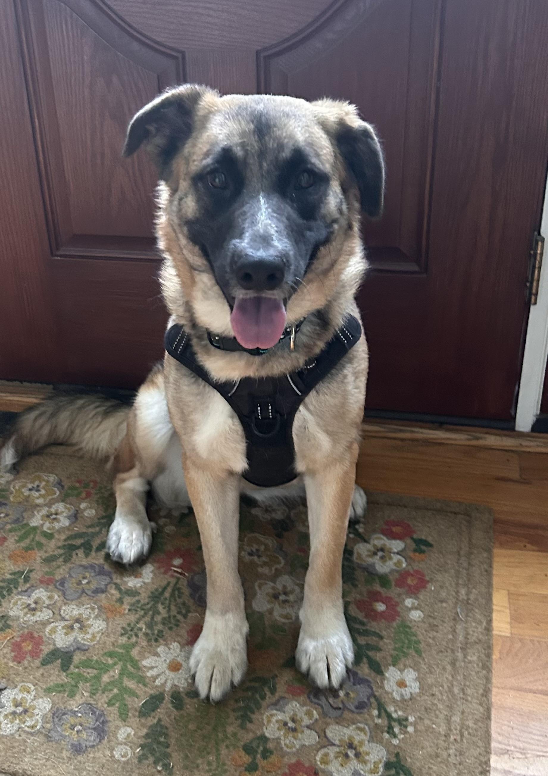 Chanel , ADOPTABLE, Adult Female Shepherd & Hound.