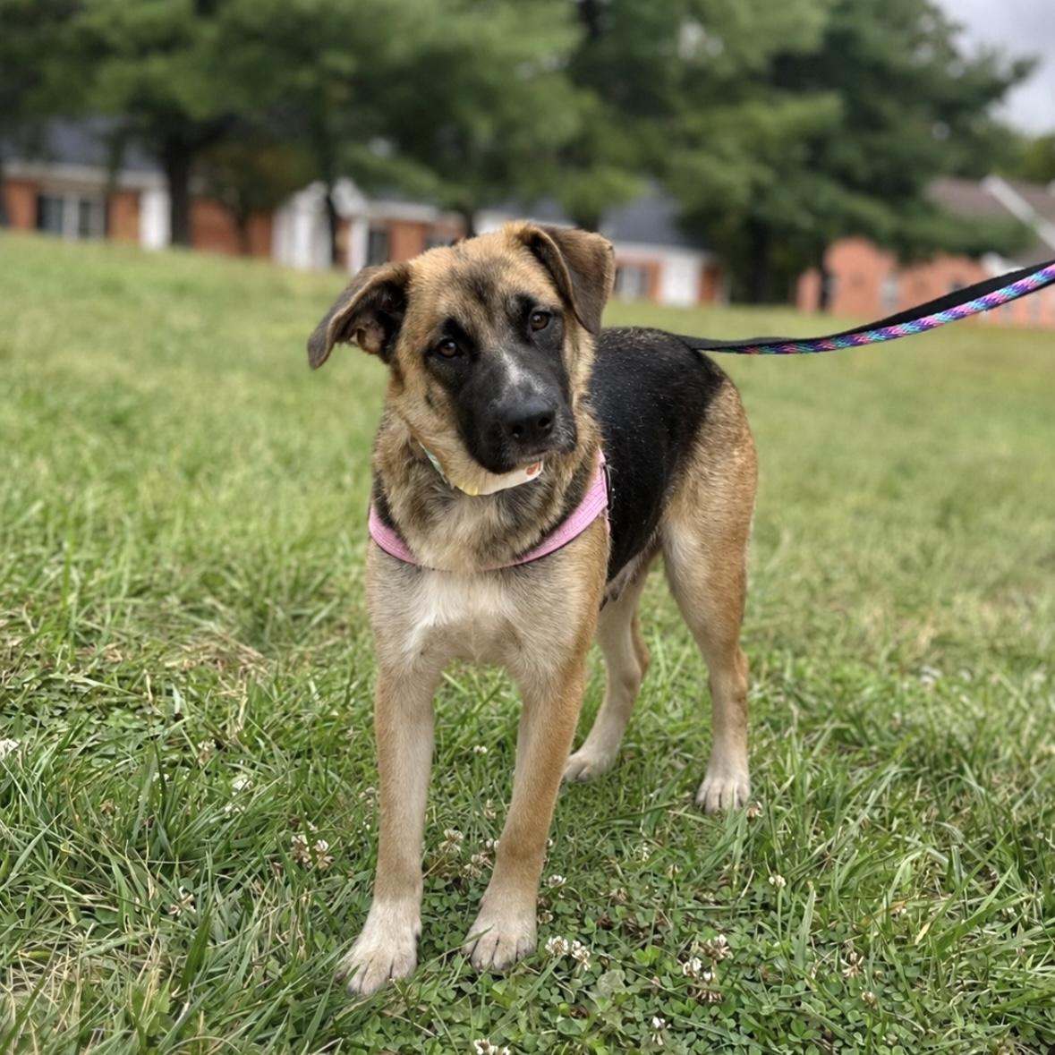 Chanel , a ADOPTABLE mixed breed in Ellicott City, MD image 2/4