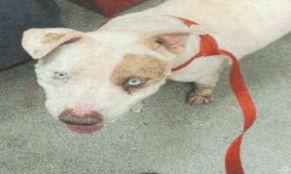 Gonzo, Adoptable, Senior Male Pit Bull Terrier.