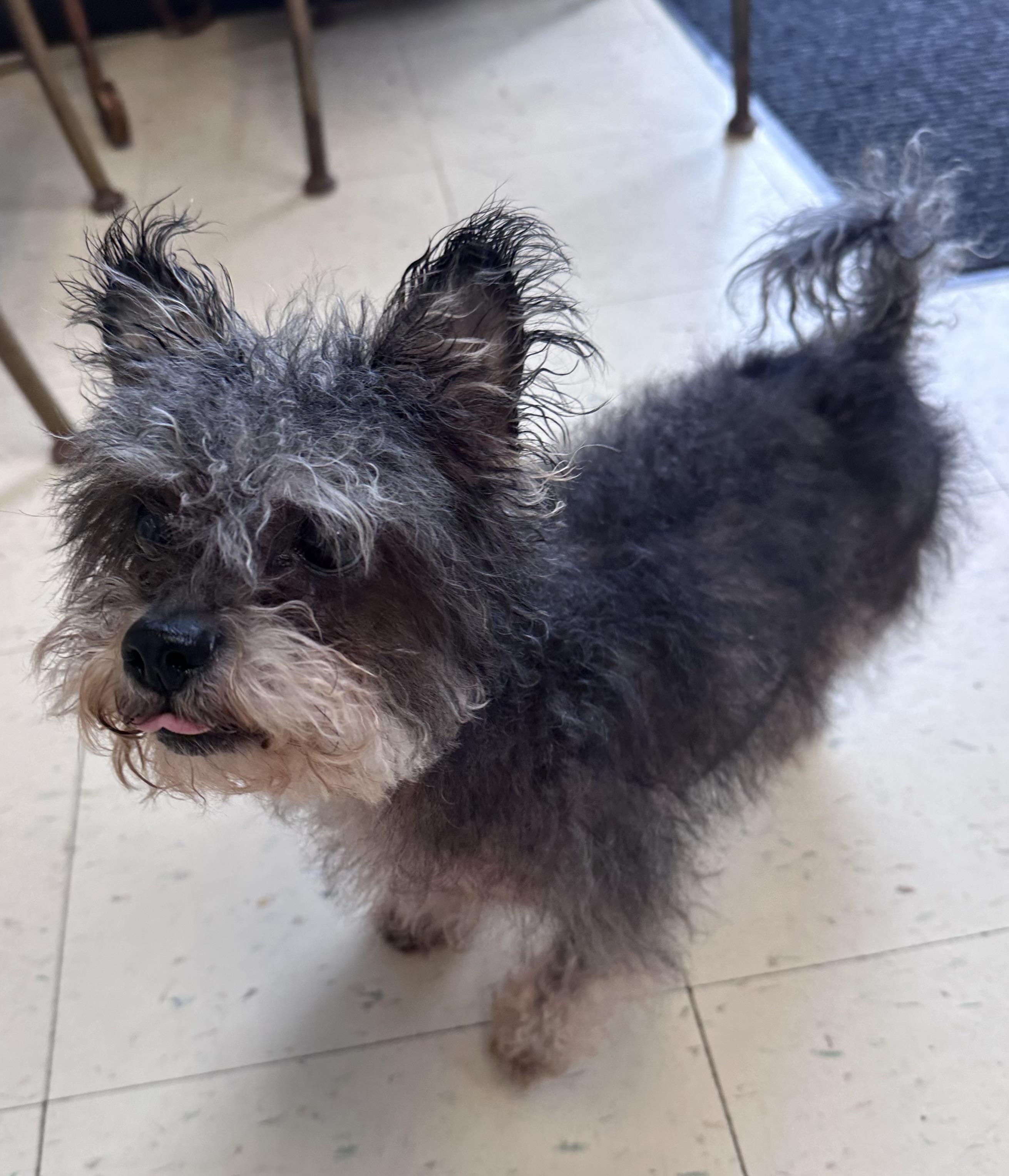 Buddy W, Adoptable, Senior Male Yorkshire Terrier & Miniature Poodle.