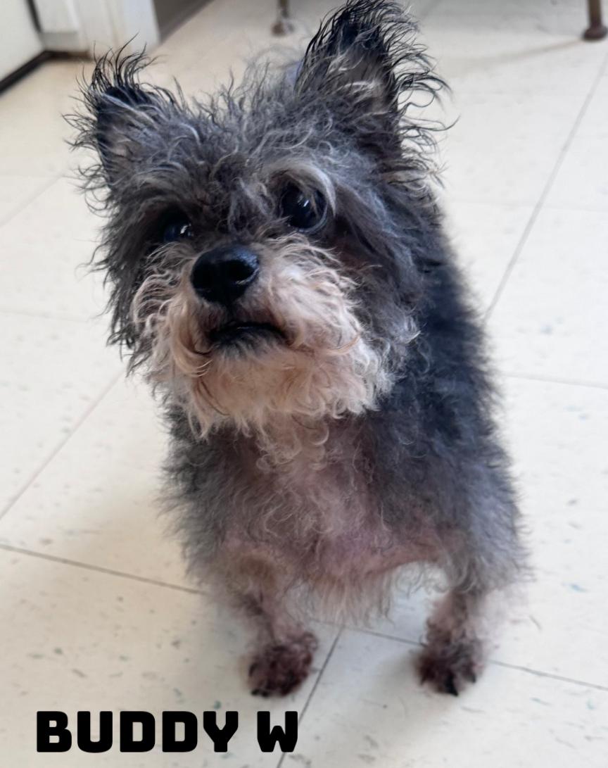 Enlarge Buddy W, a Adoptable mixed breed in Dyersburg, TN image 2/2