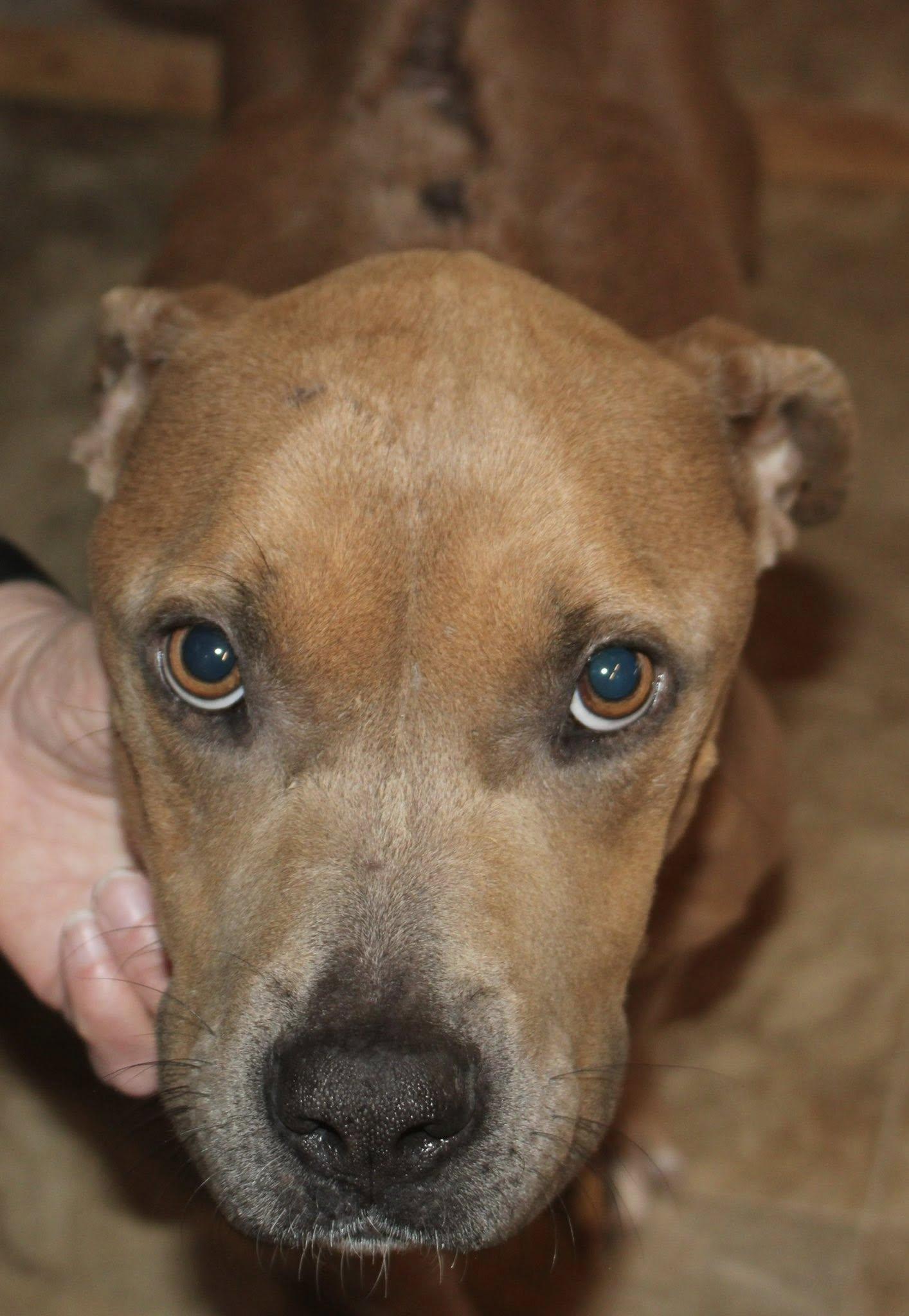 Enlarge Hope, a ADOPTABLE Pit Bull Terrier in Stuarts Draft, VA image 3/6