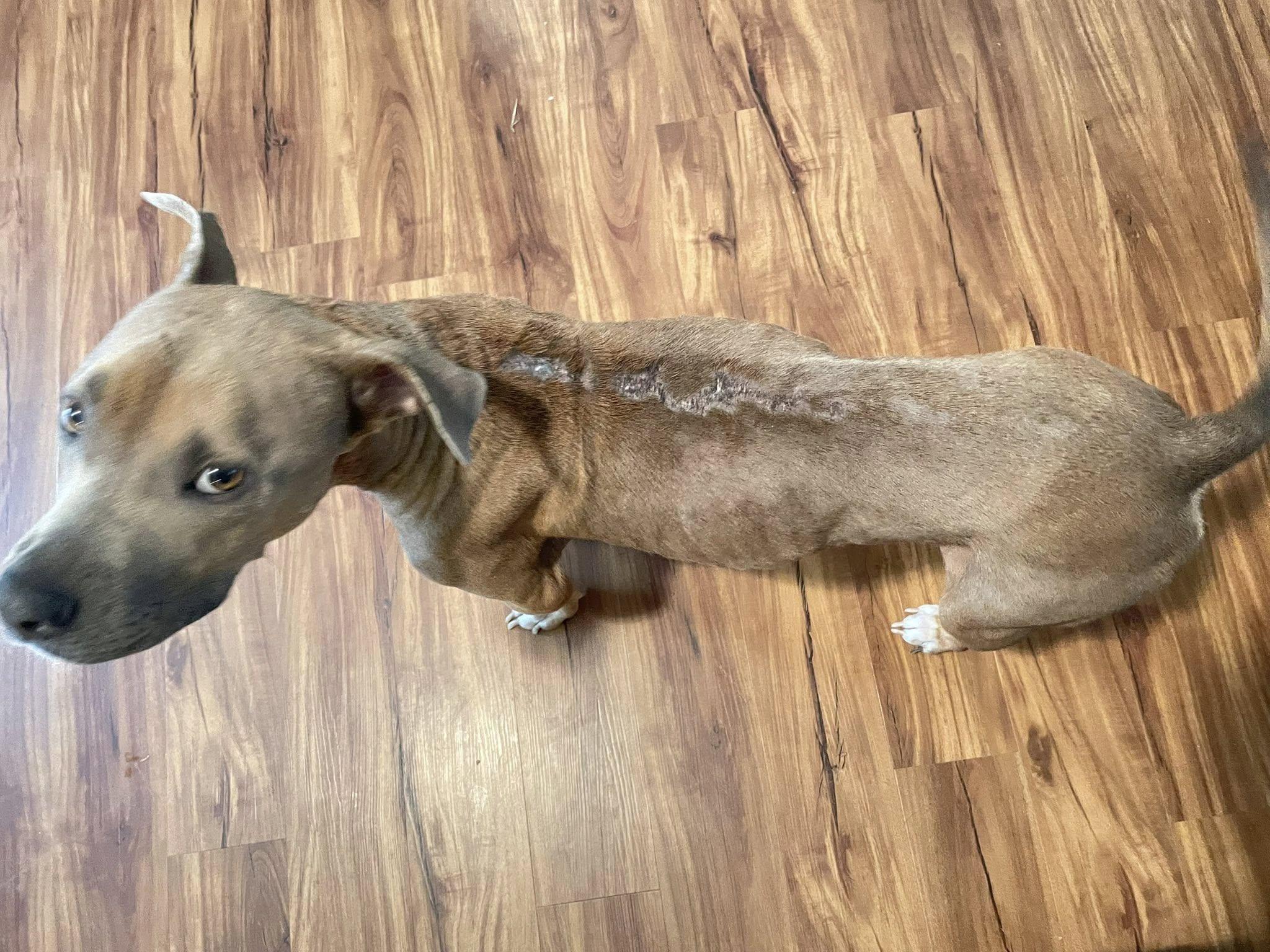 Enlarge Hope, a ADOPTABLE Pit Bull Terrier in Stuarts Draft, VA image 4/6