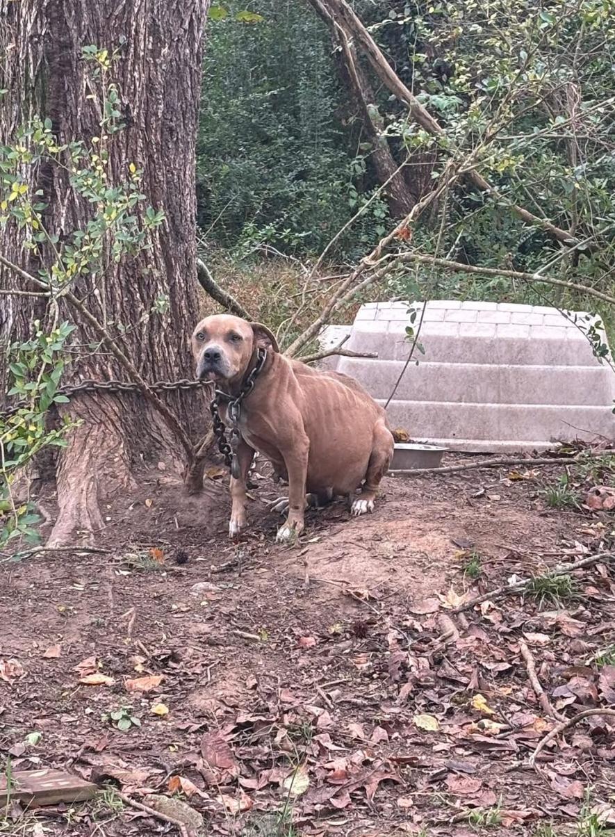Enlarge Hope, a ADOPTABLE Pit Bull Terrier in Stuarts Draft, VA image 2/6