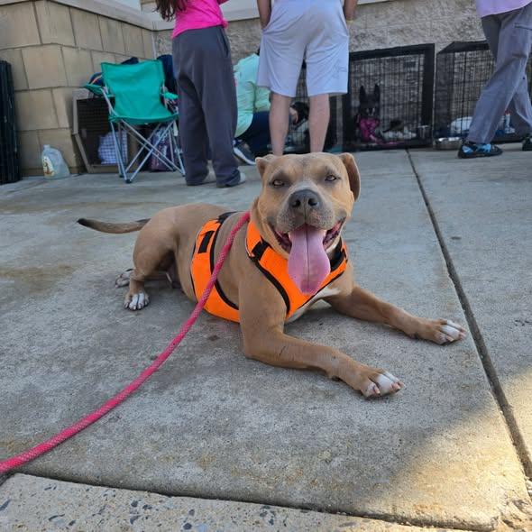 Enlarge Hope, a ADOPTABLE Pit Bull Terrier in Stuarts Draft, VA image 6/6