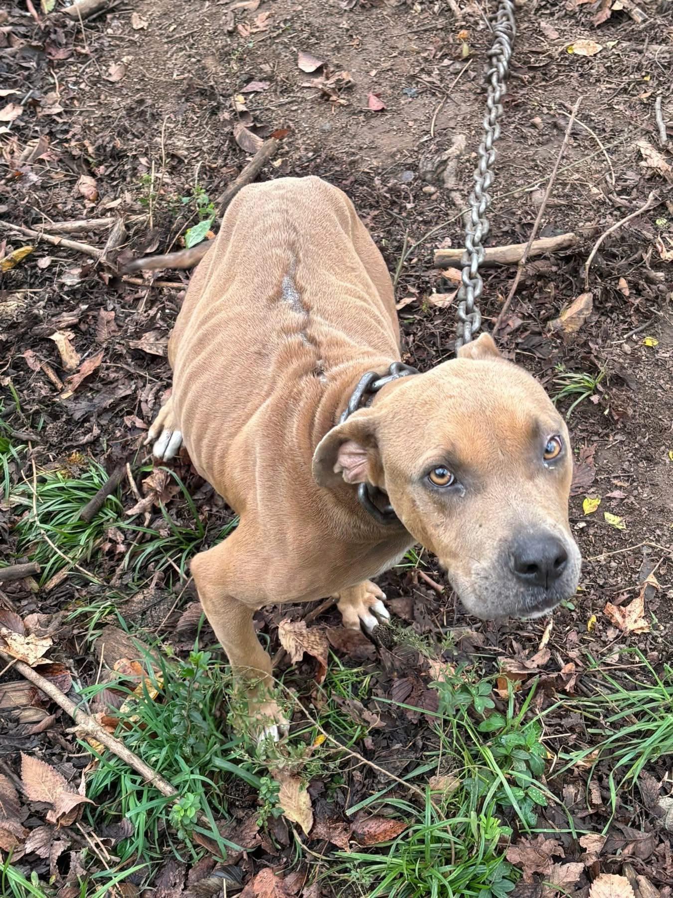 Hope, ADOPTABLE, Adult Female Pit Bull Terrier.