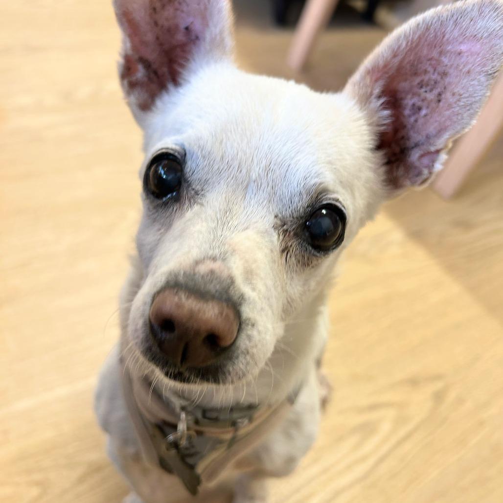 Enlarge Swiss 13938, a Adoptable Chihuahua in San Francisco, CA image 1/6