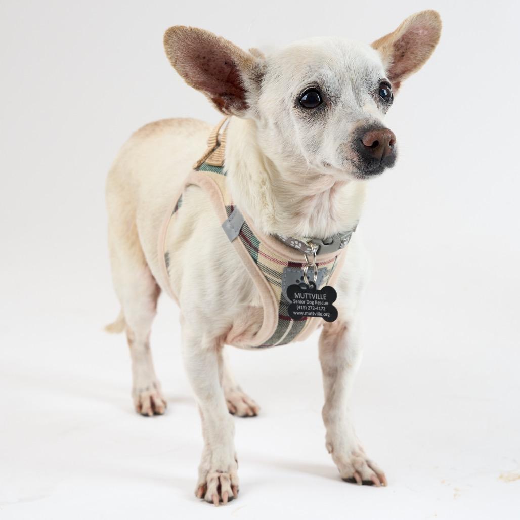Enlarge Swiss 13938, a Adoptable Chihuahua in San Francisco, CA image 2/6