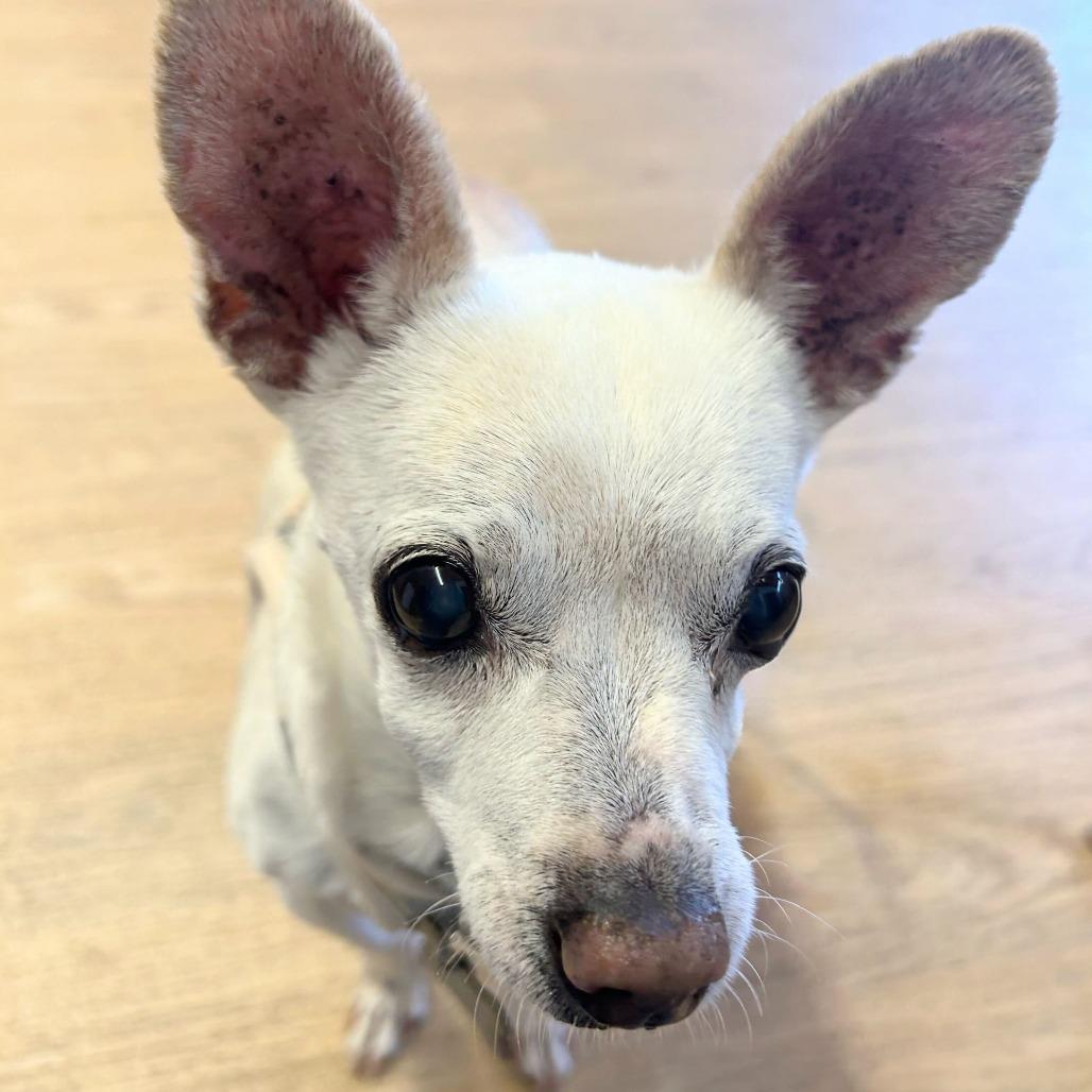 Enlarge Swiss 13938, a Adoptable Chihuahua in San Francisco, CA image 3/6