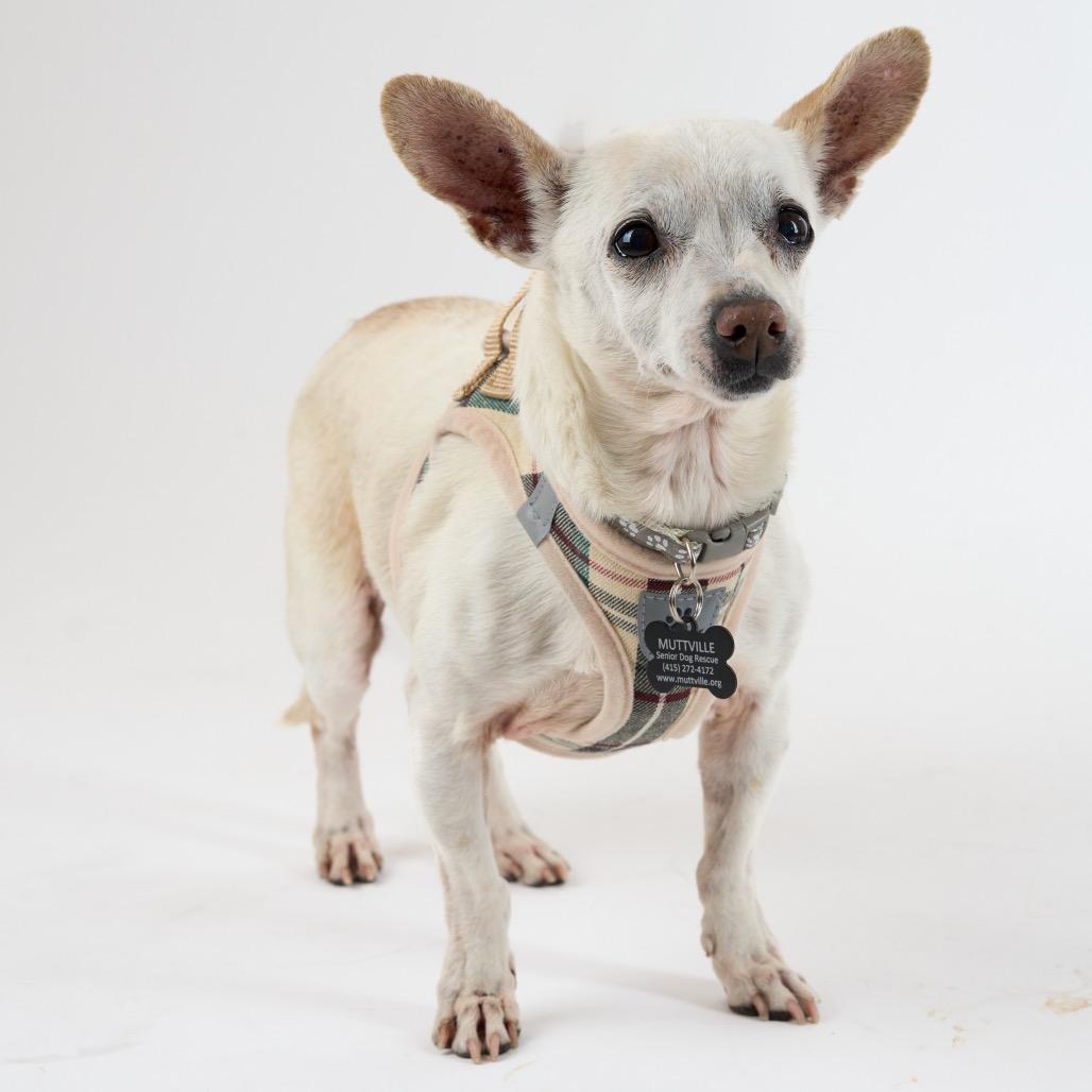 Enlarge Swiss 13938, a Adoptable Chihuahua in San Francisco, CA image 4/6