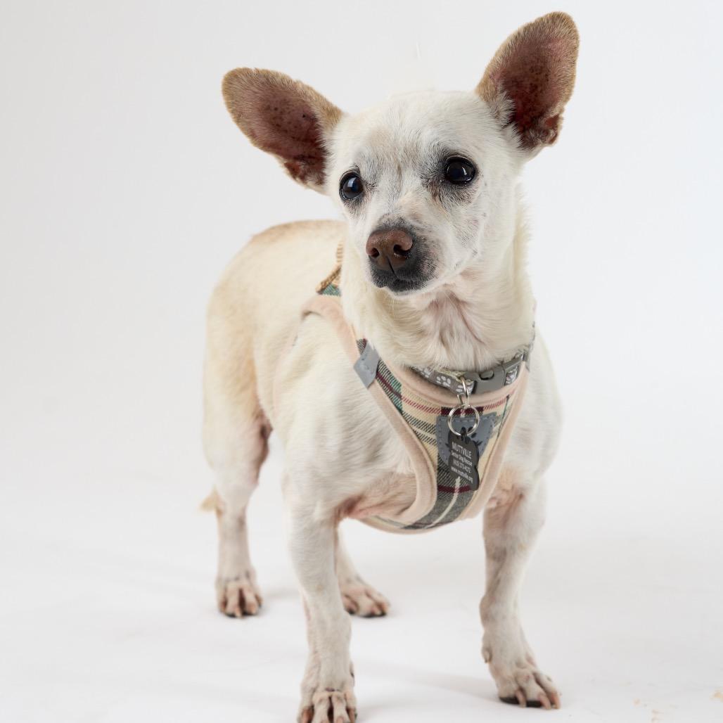 Enlarge Swiss 13938, a Adoptable Chihuahua in San Francisco, CA image 5/6