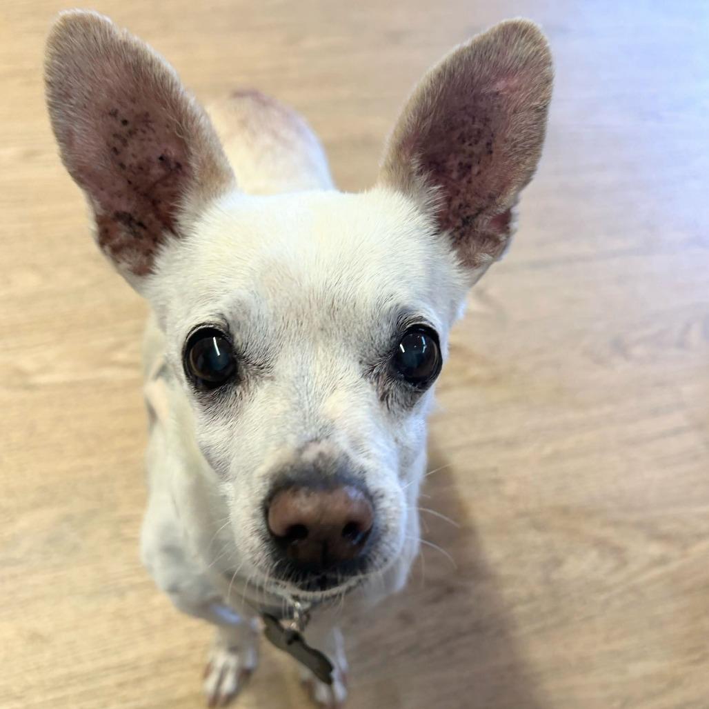 Enlarge Swiss 13938, a Adoptable Chihuahua in San Francisco, CA image 6/6