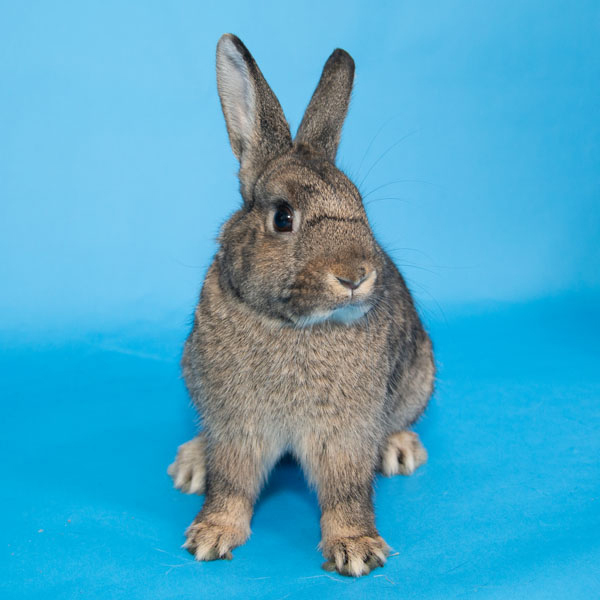 Enlarge Jonagold, a Adoptable Bunny Rabbit in Whittaker, MI image 1/4